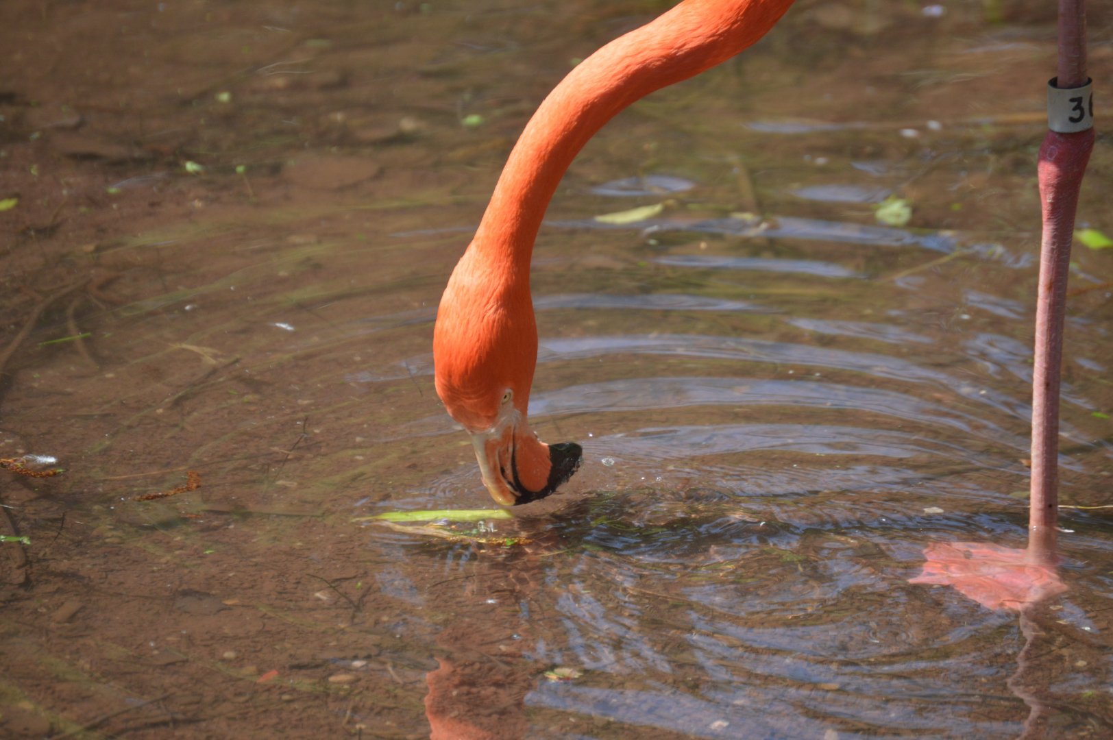 Bird Valley - American/Caribbean Flamingo (Phoenicopterus ruber)