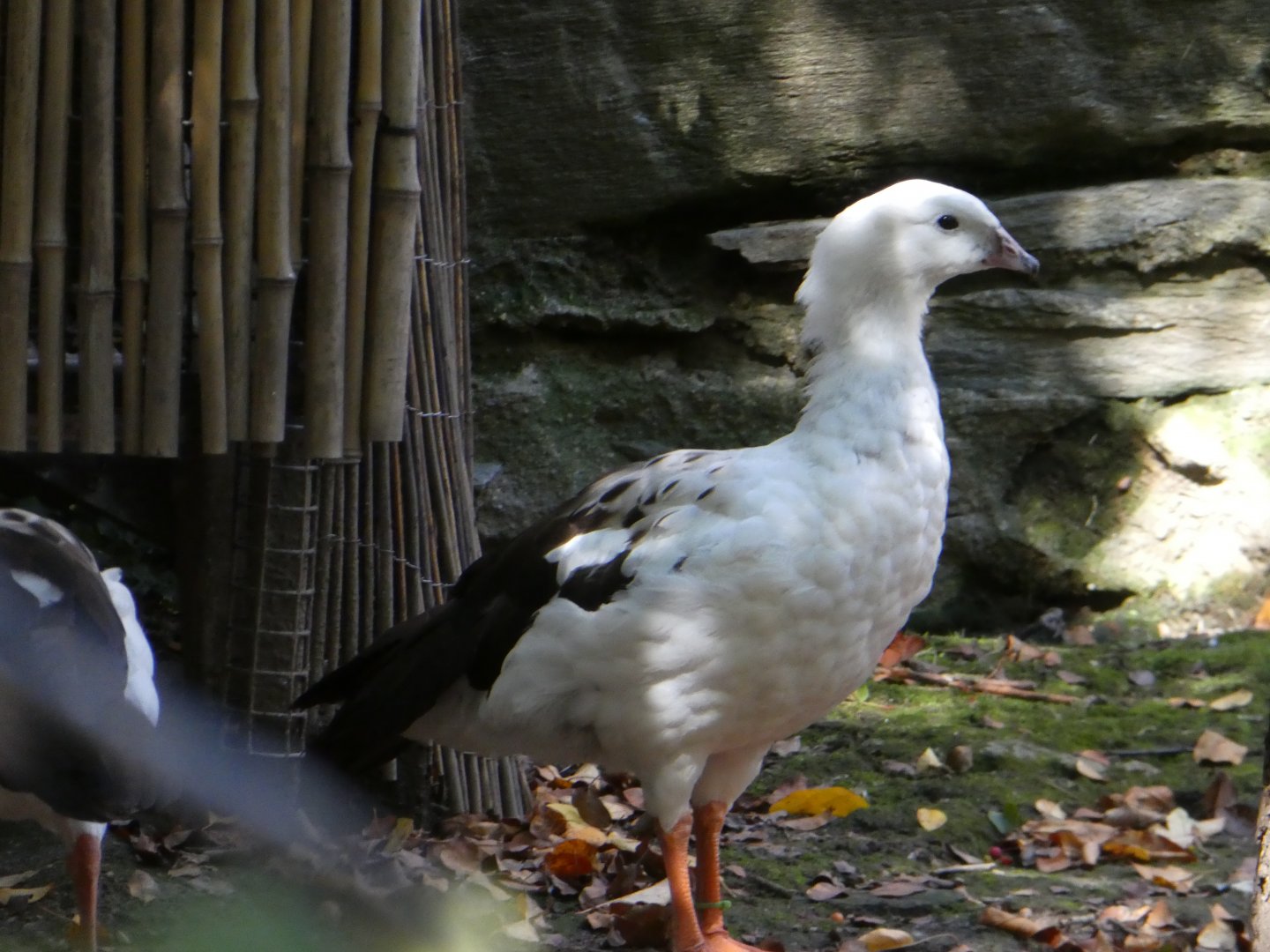 Bird Valley - Andean Goose