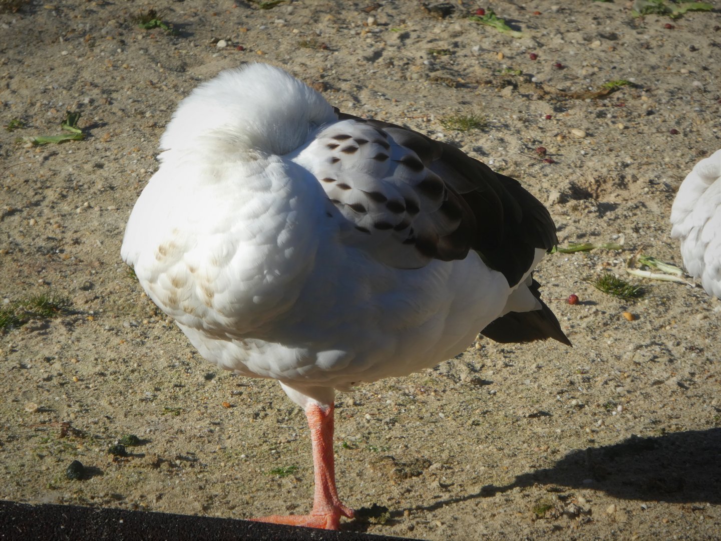 Bird Valley - Andean Goose