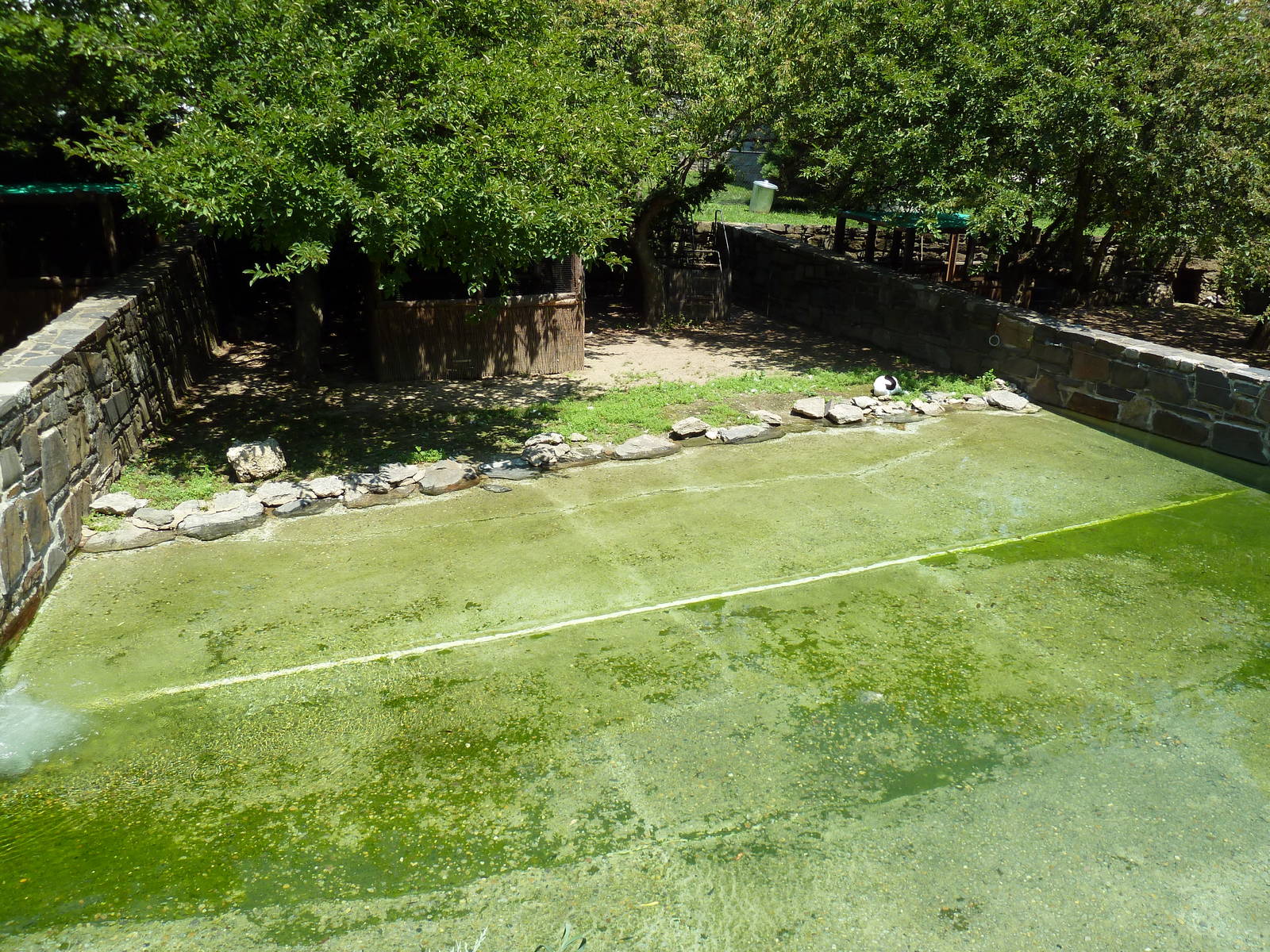 Bird Valley - Black-Necked Swan Exhibit
