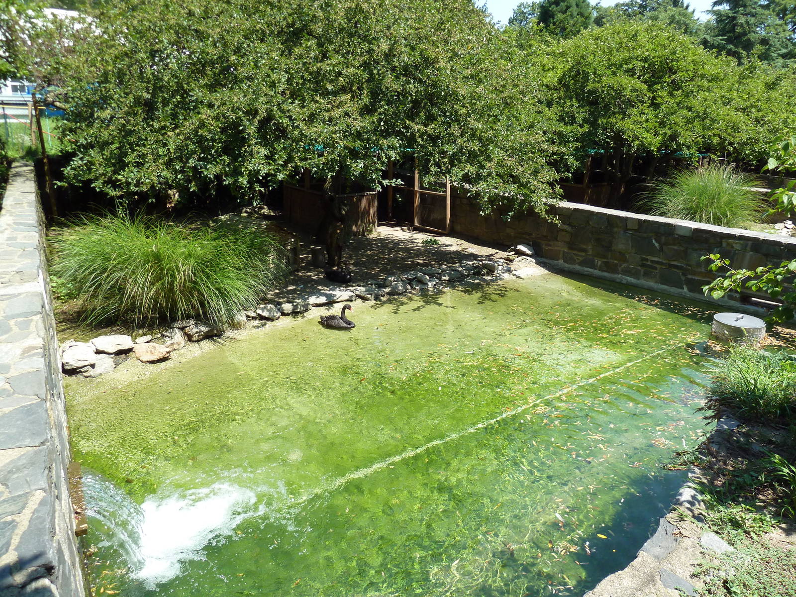 Bird Valley - Black Swan Exhibit
