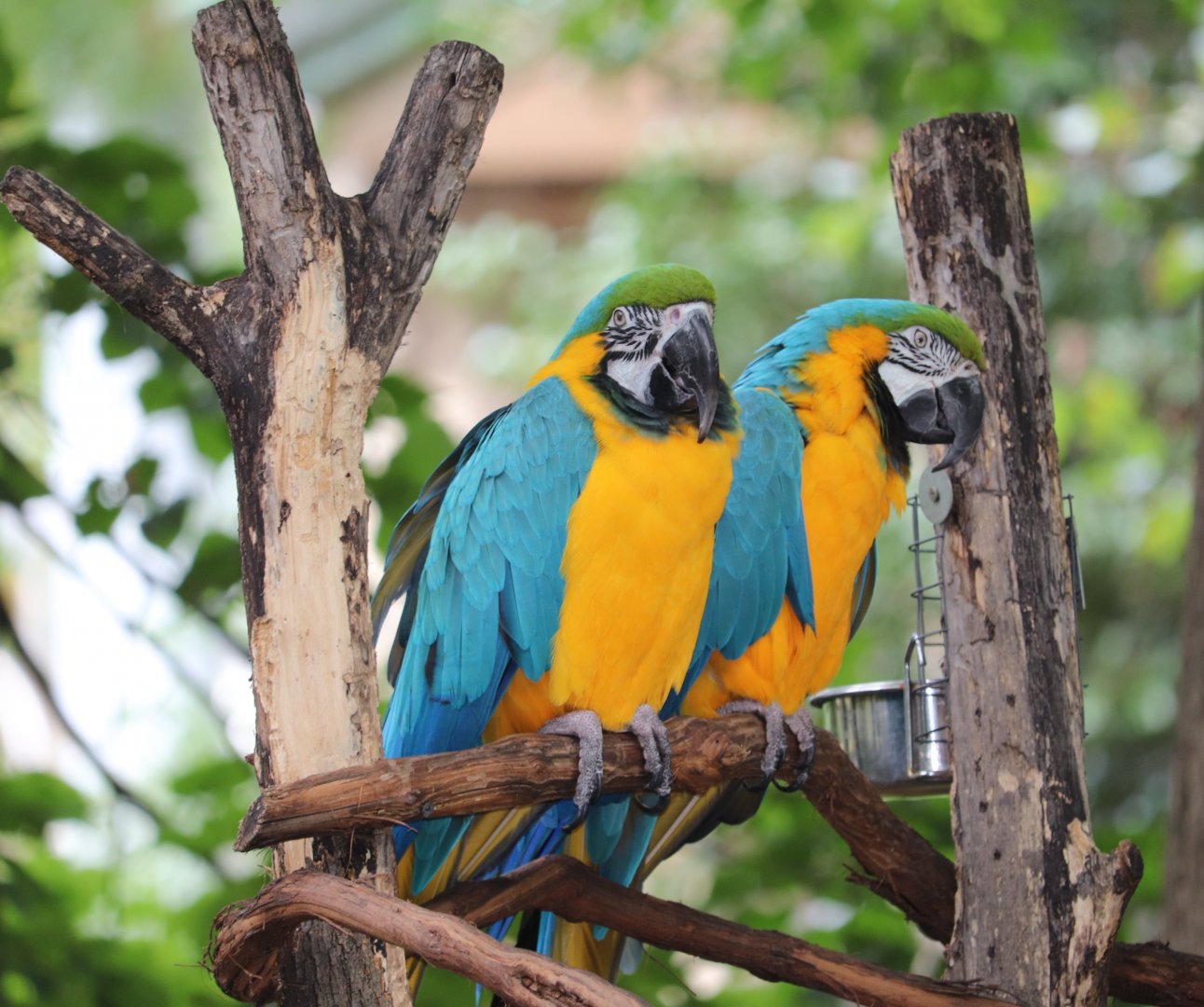 Bird Valley - Blue and Gold Macaw