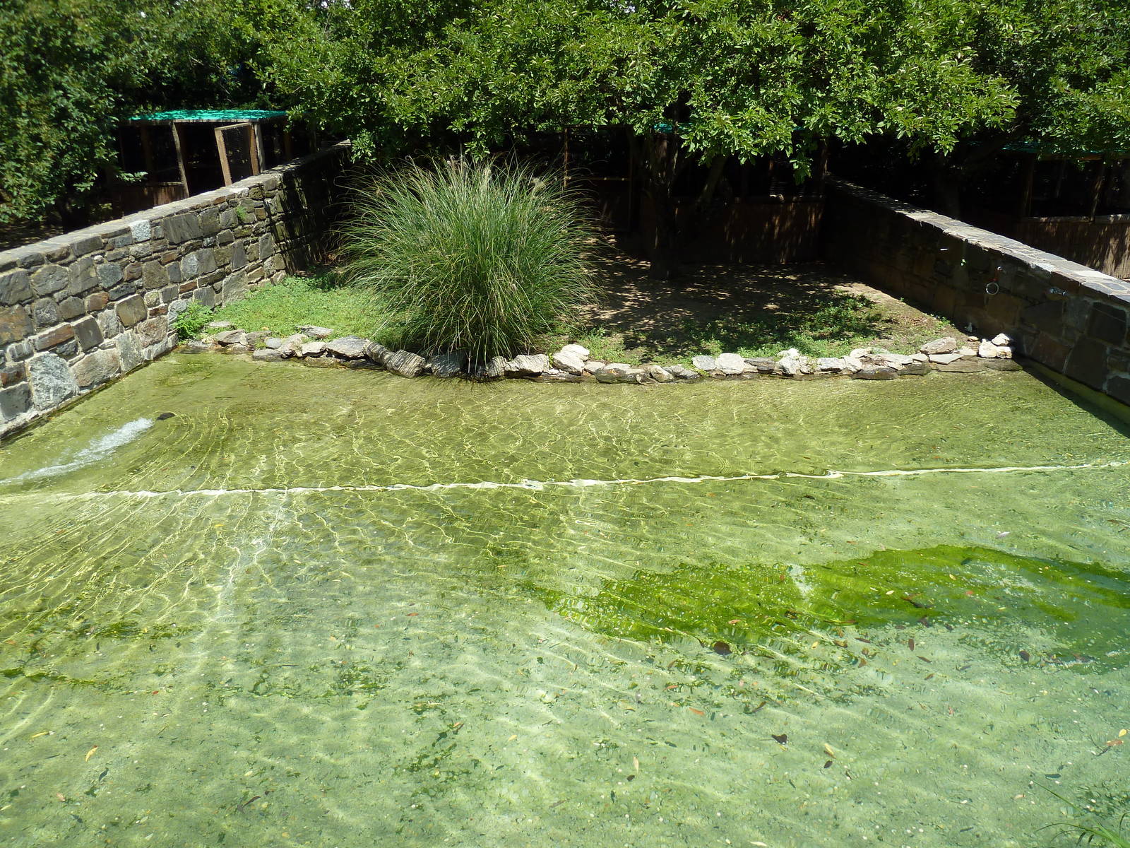 Bird Valley - Cape Barren Goose Exhibit
