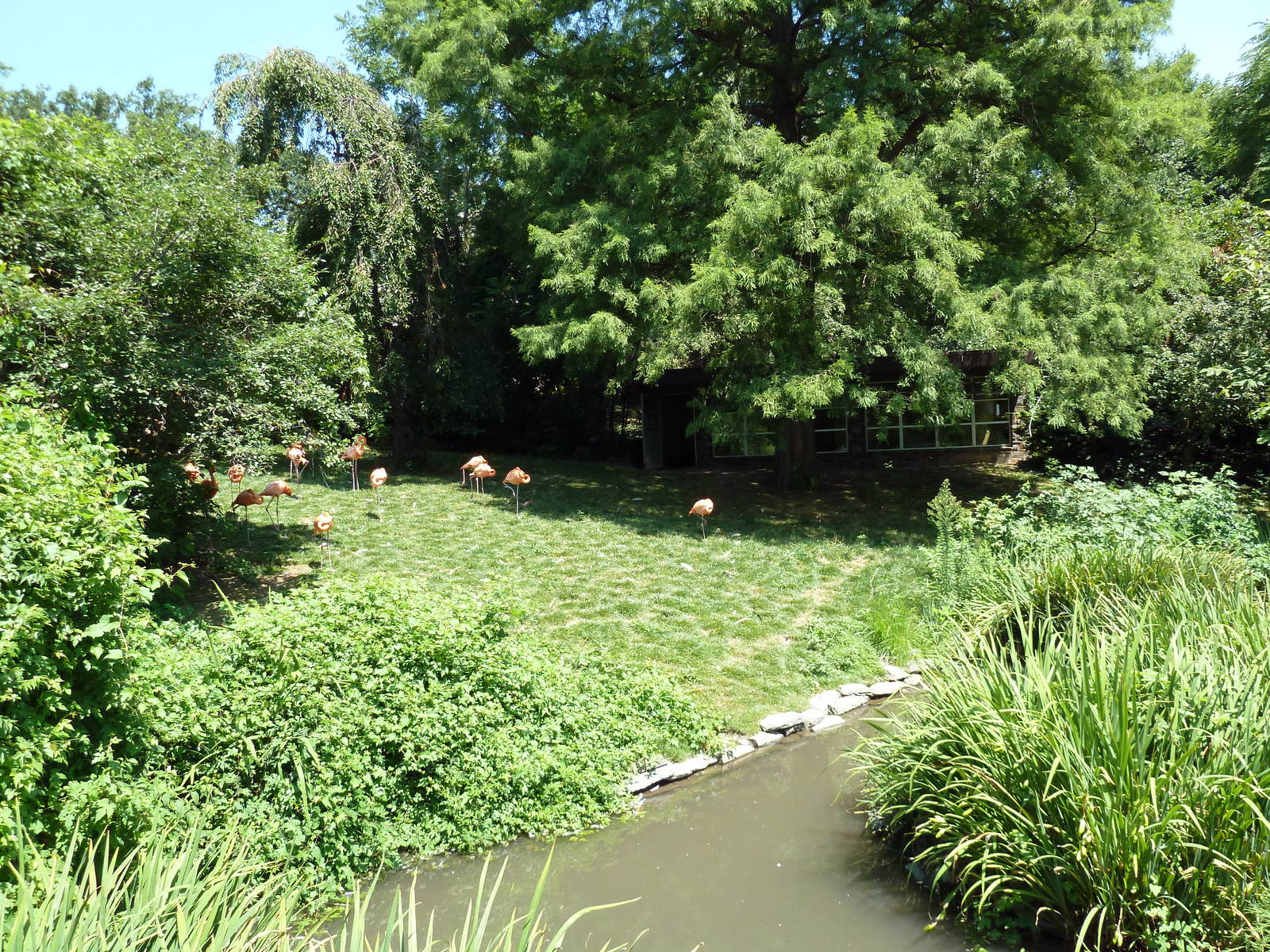 Bird Valley - Caribbean Flamingo Exhibit