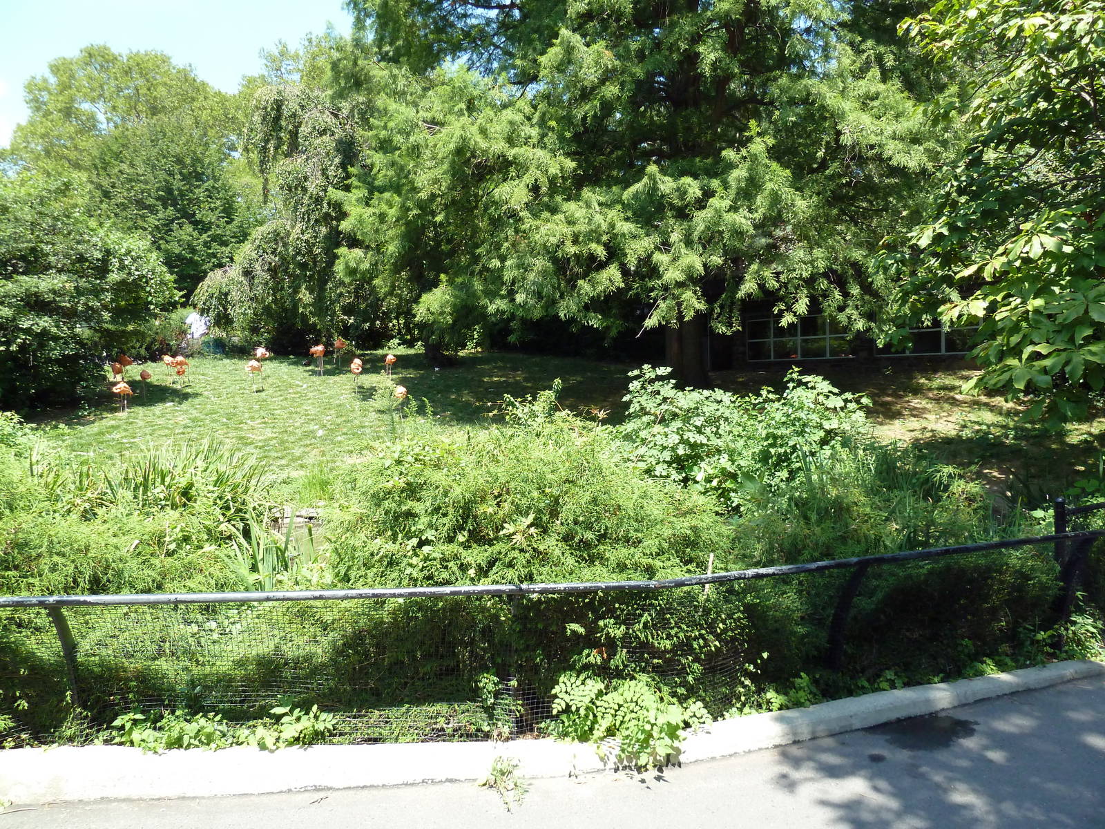 Bird Valley - Caribbean Flamingo Exhibit