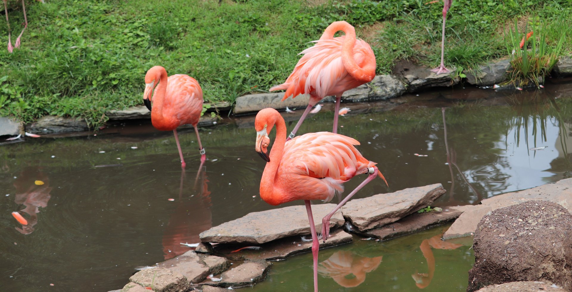 Bird Valley - Caribbean Flamingo