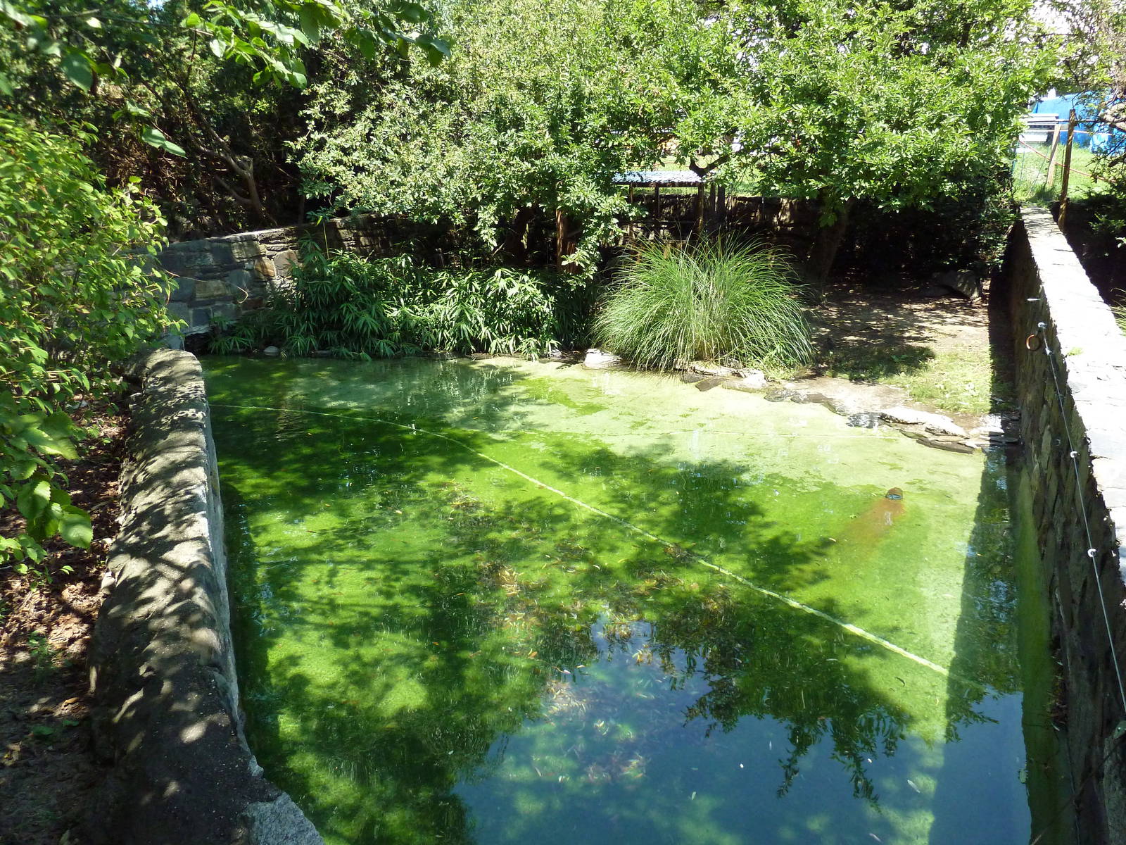Bird Valley - Coscoroba Swan Exhibit