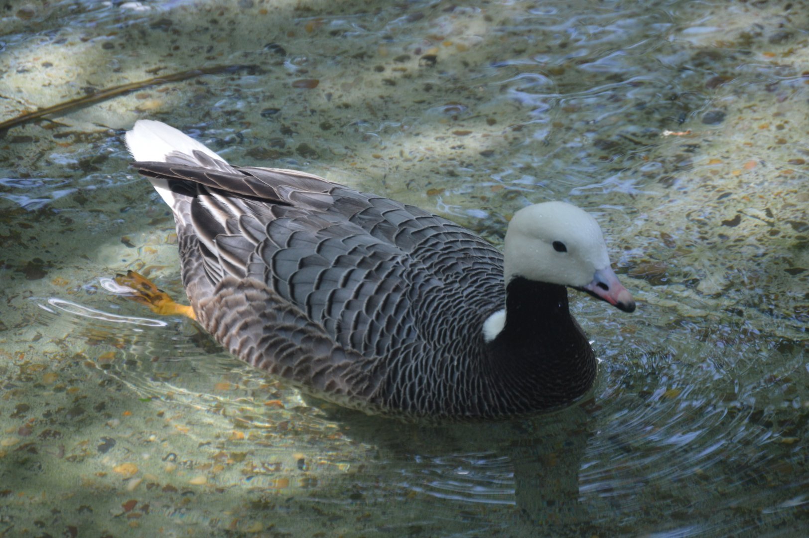 Bird Valley - Emperor Goose (Anser canagicus)