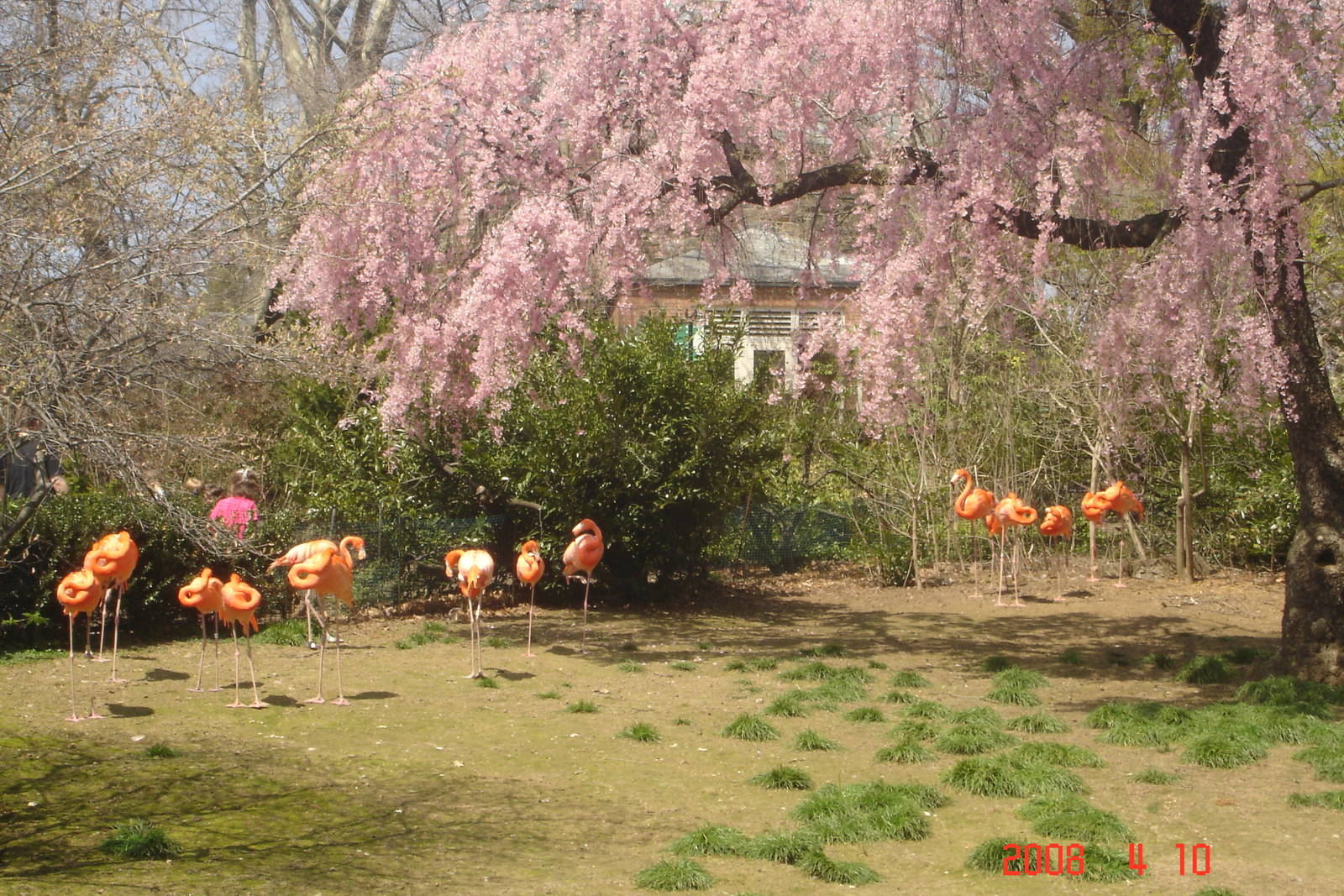 Bird Valley-Flamingos
