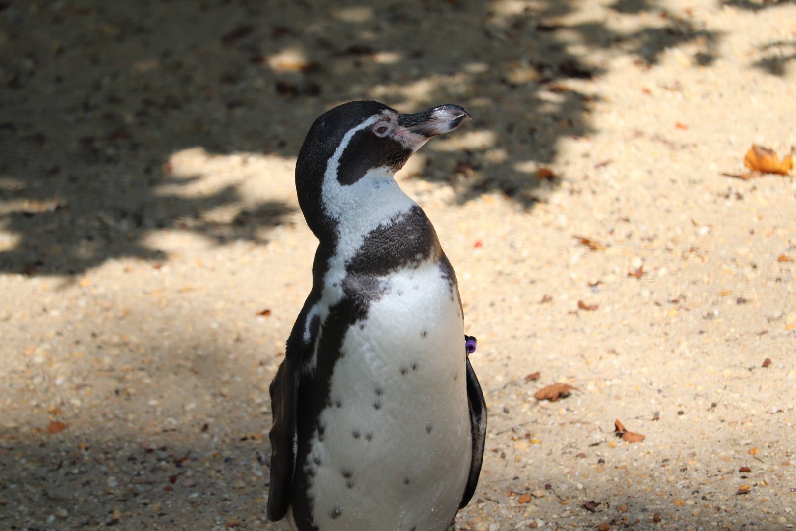 Bird Valley - Humboldt Penguin
