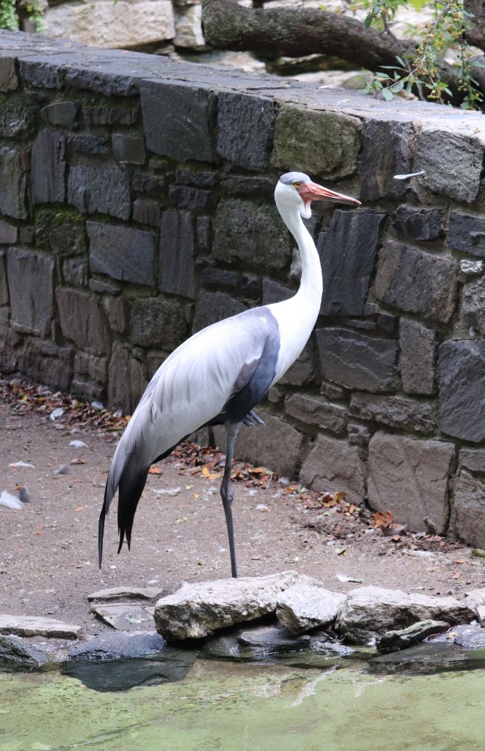 Bird Valley - Wattled Crane