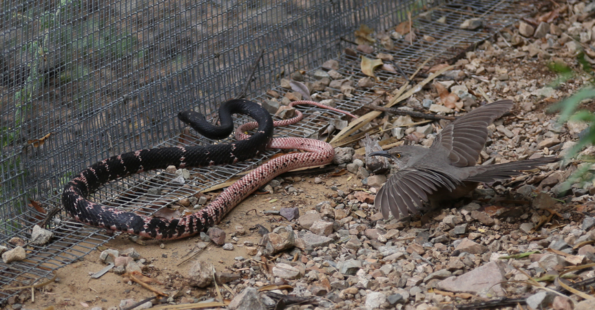 bird vs snake