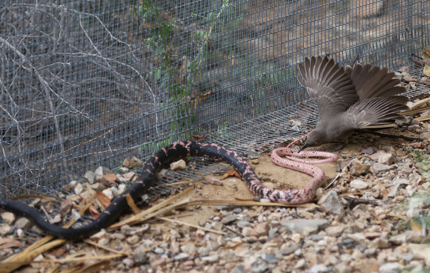 bird vs snake