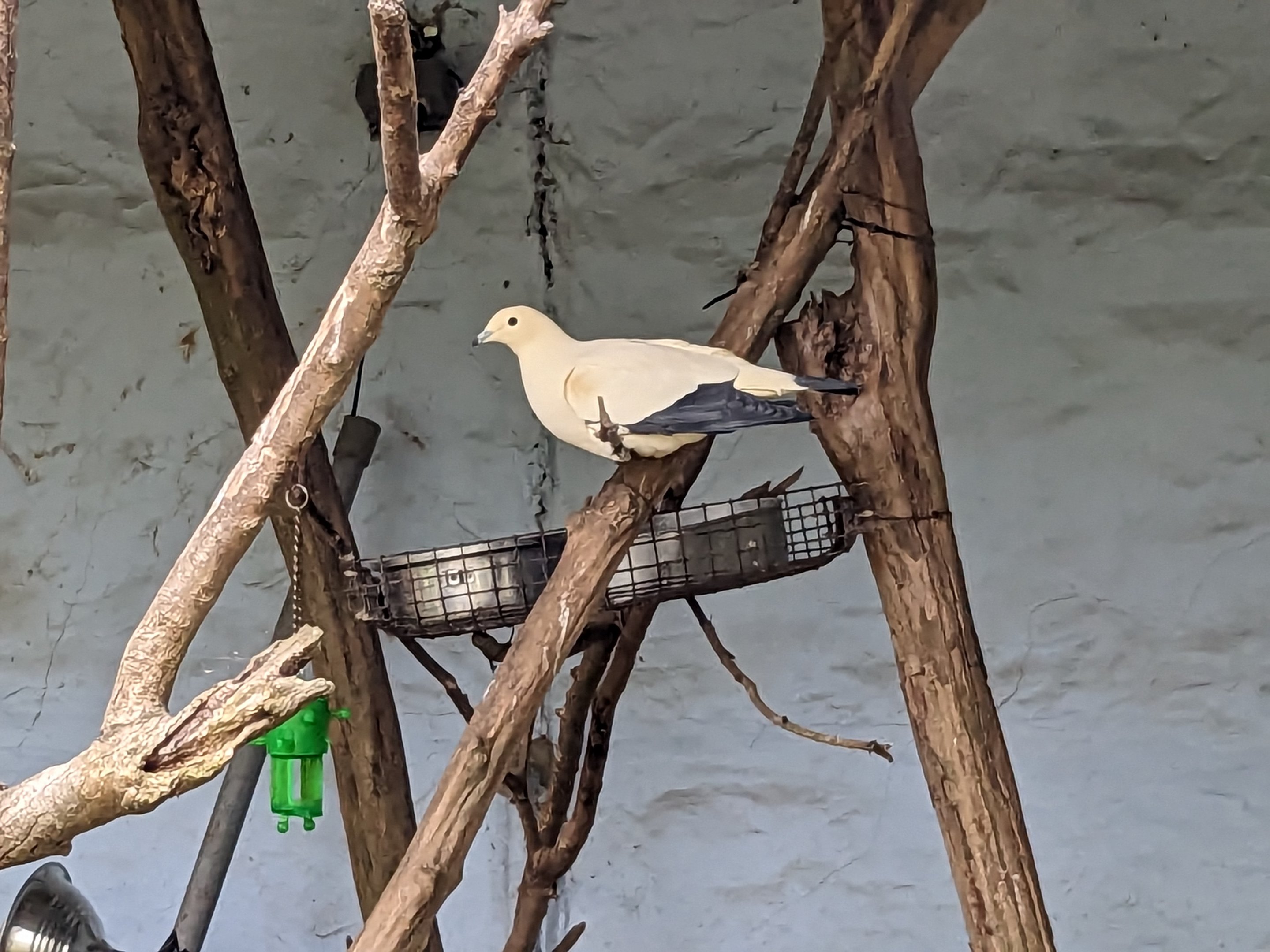 Bird Walk - Birds of Oceania aviary (Pied Imperial Pigeon)