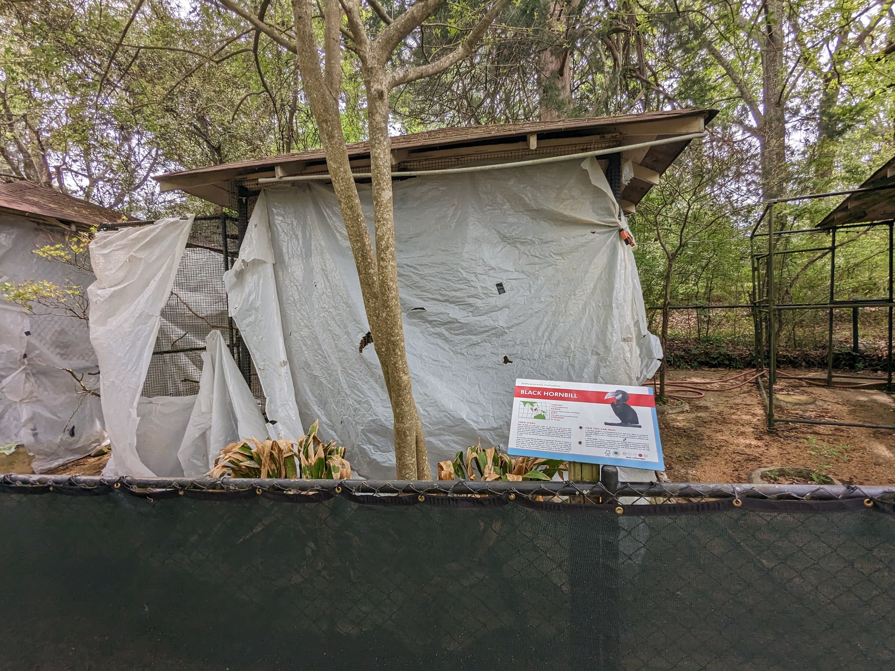 Bird Walk - Black hornbill