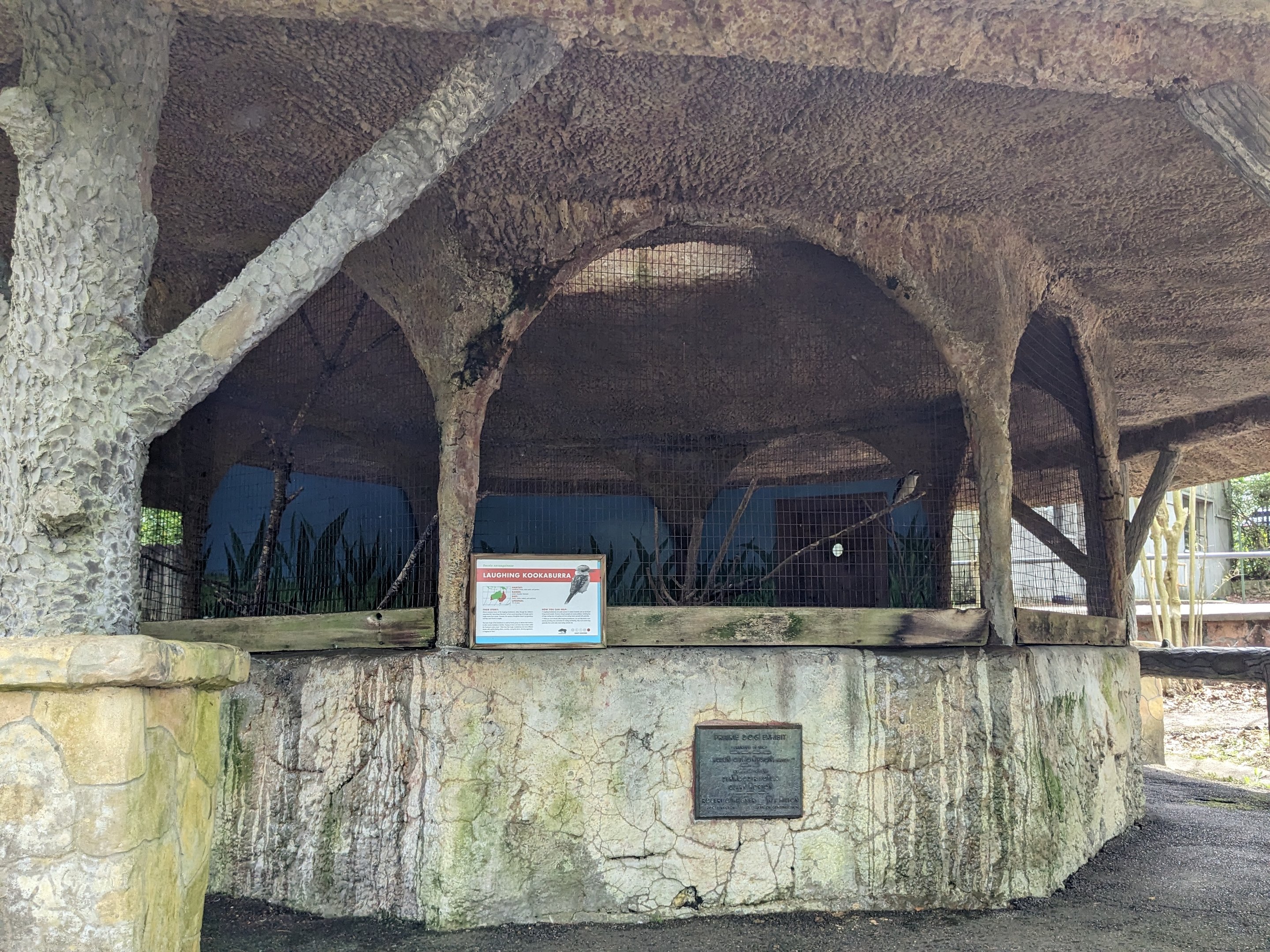 Bird Walk - Kookaburra