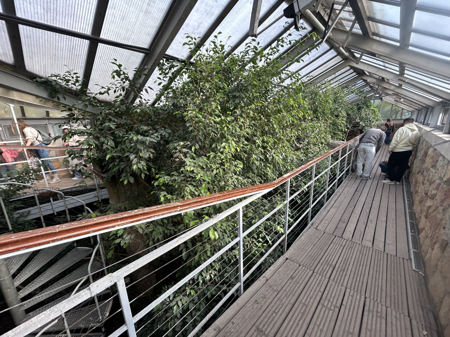 Bird Walkthrough - Palm House