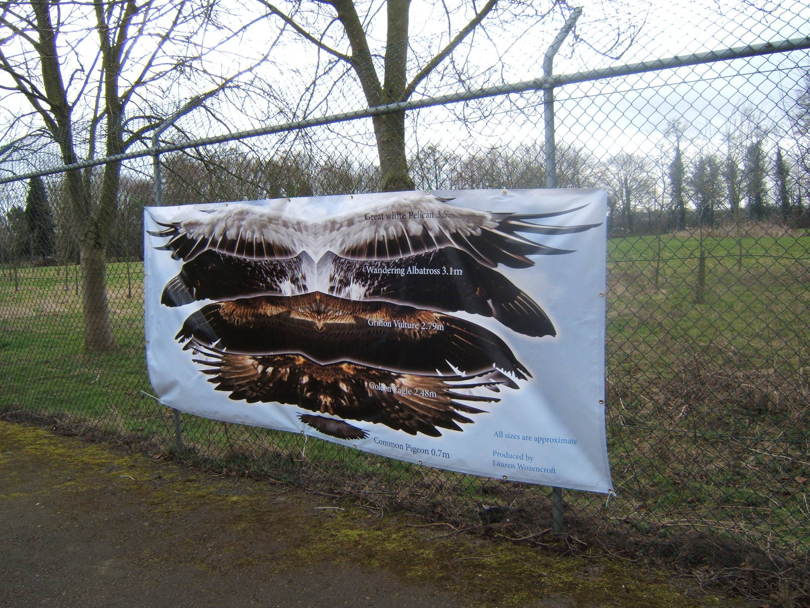 Bird wing size banner