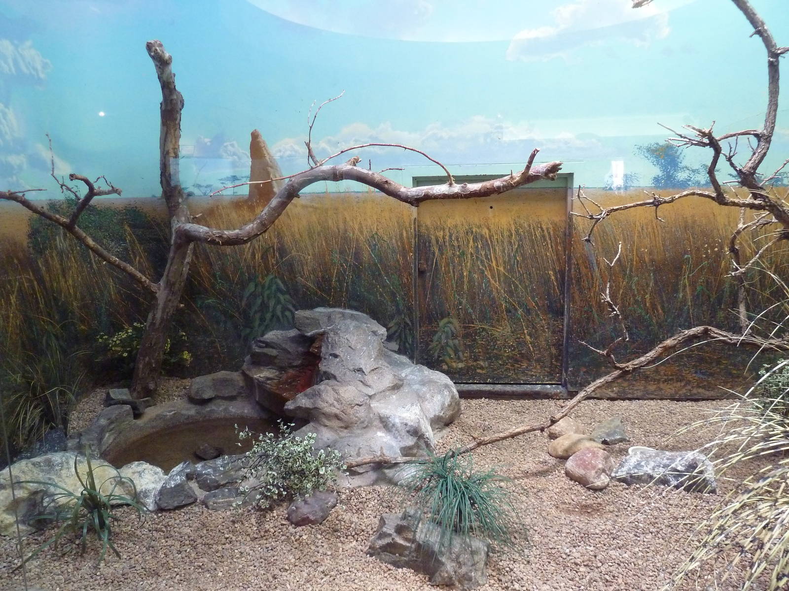 Bird World - African Pygmy Falcon Exhibit