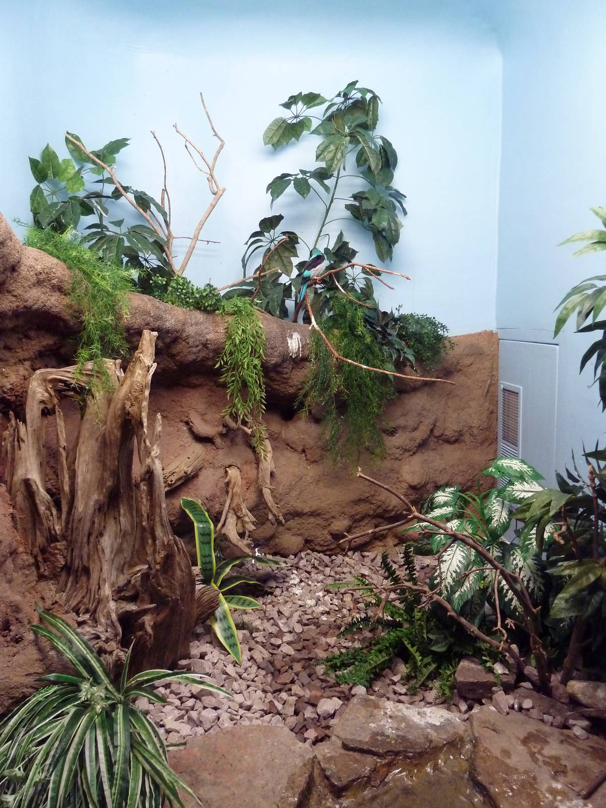 Bird World - Blue-Breasted Kingfisher Exhibit