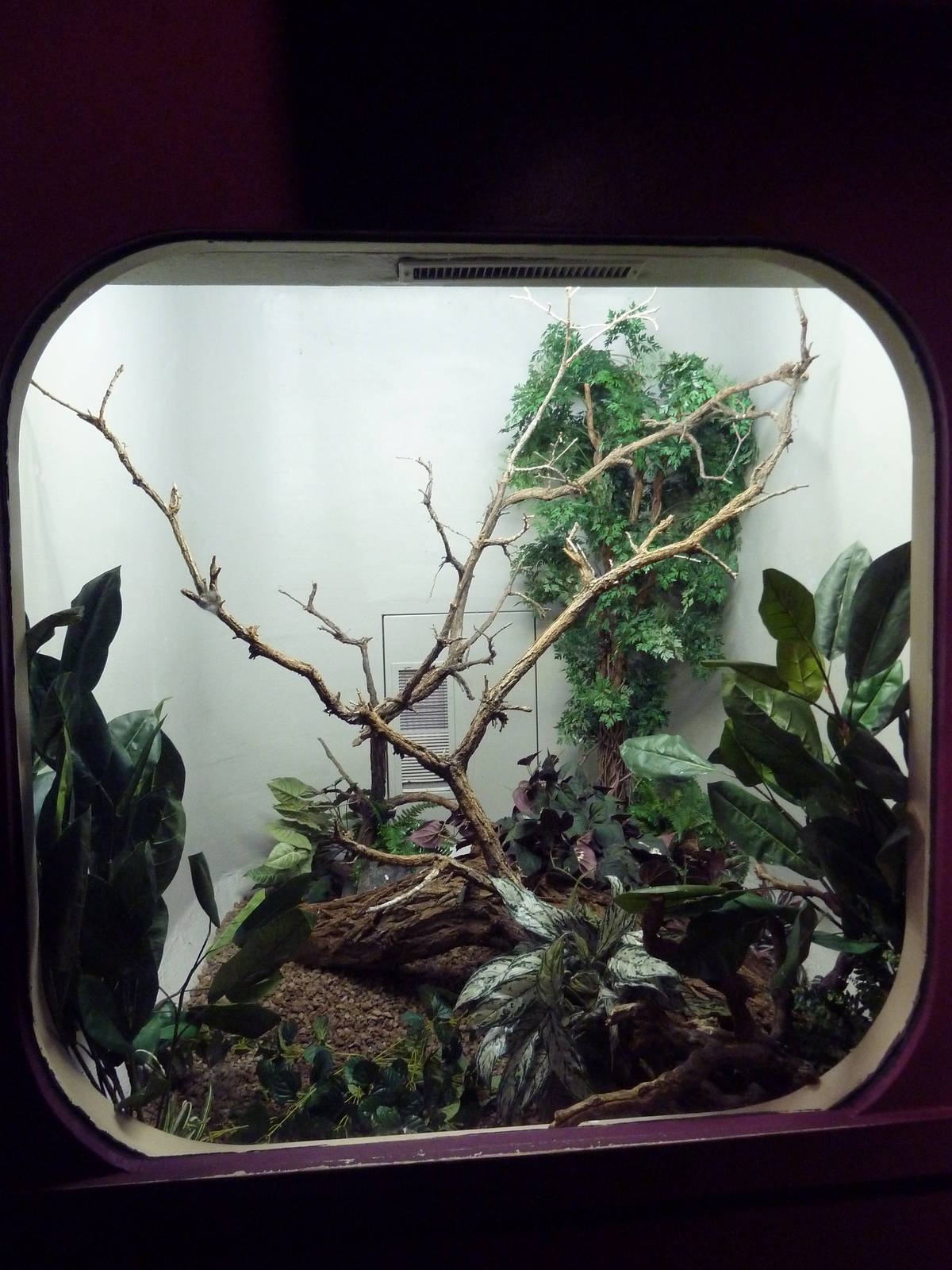 Bird World - Blue-Crowned Motmot Exhibit