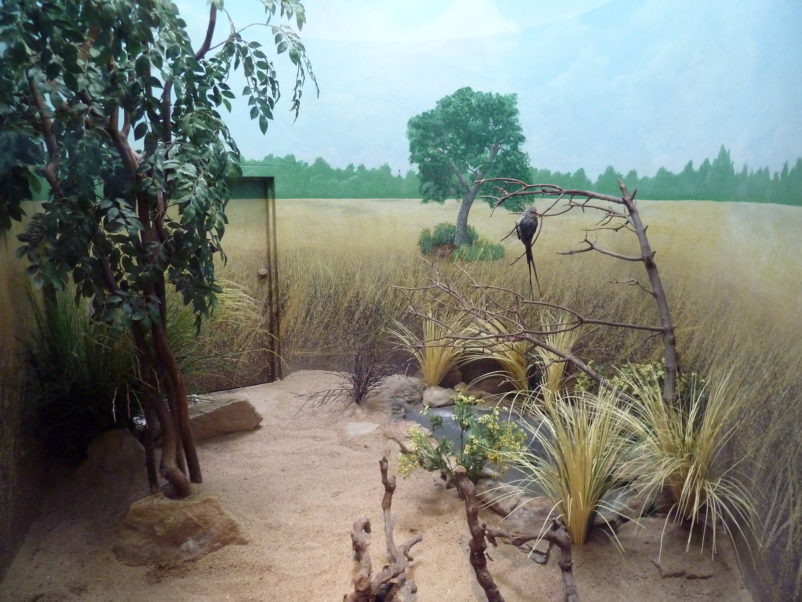 Bird World - Blue-Naped Mousebird Exhibit
