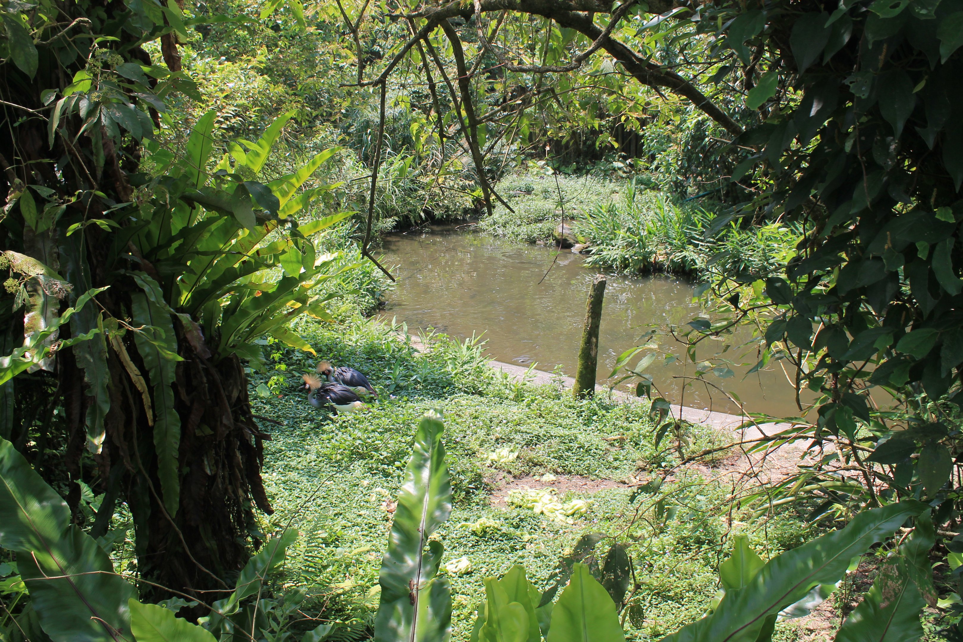 Bird World - first walk-through aviary