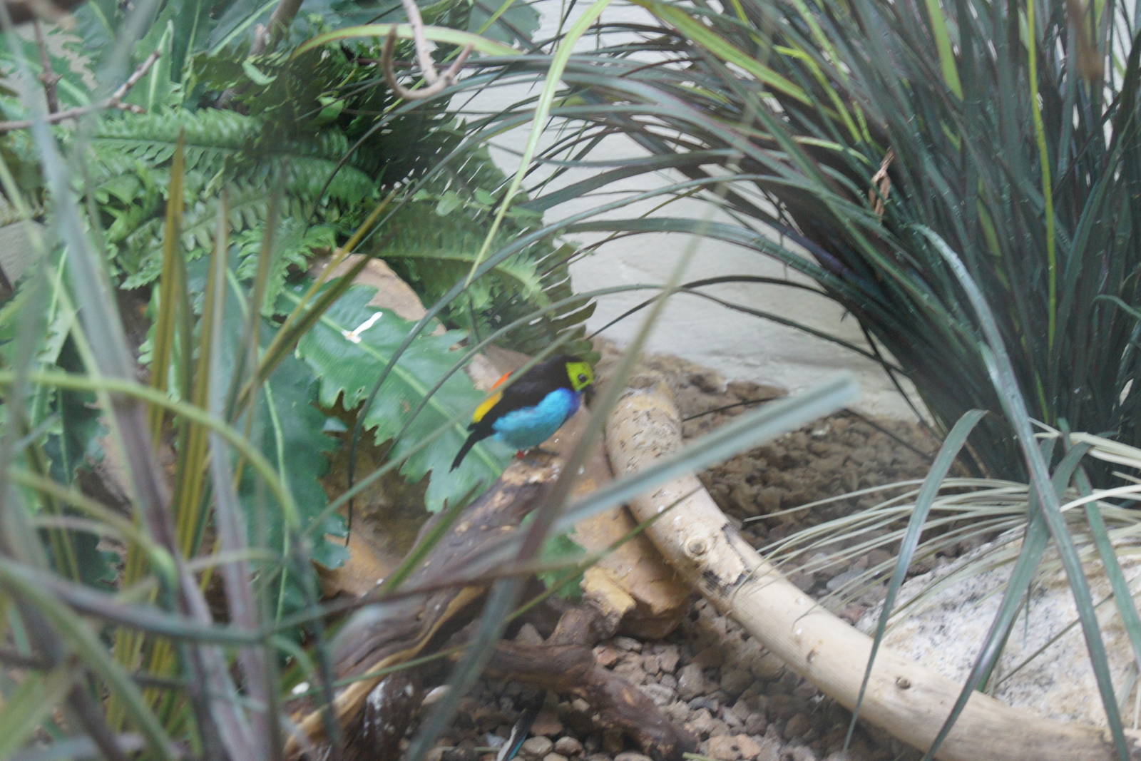 Bird World - Jewels of the Bird World