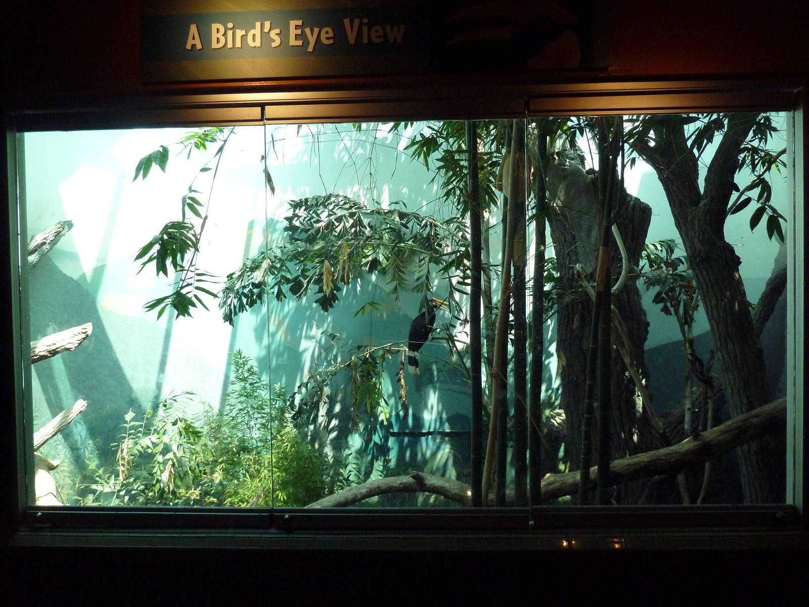 Bird World - Rhinoceros Hornbill Exhibit