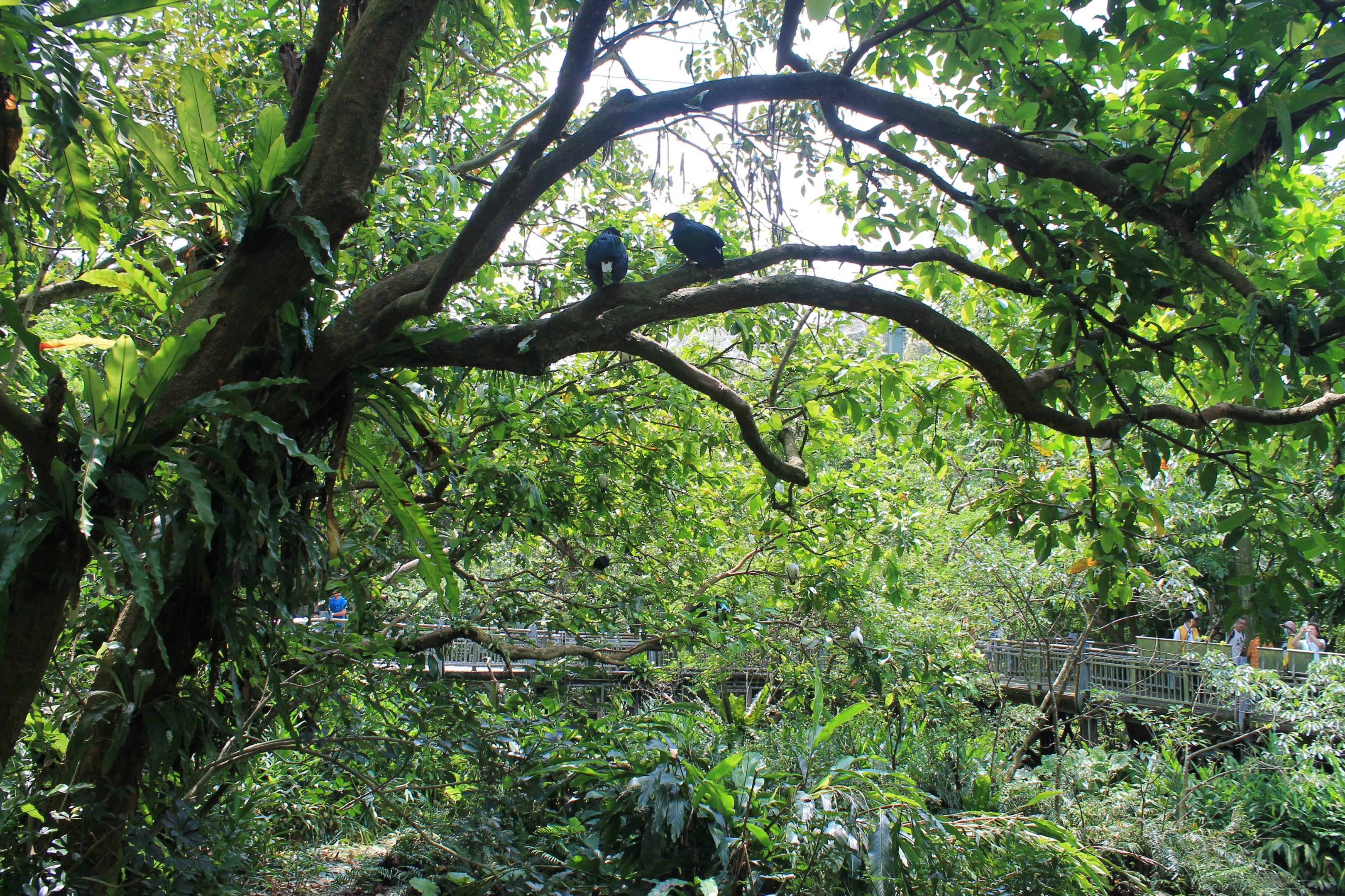 Bird World - second walk-through aviary