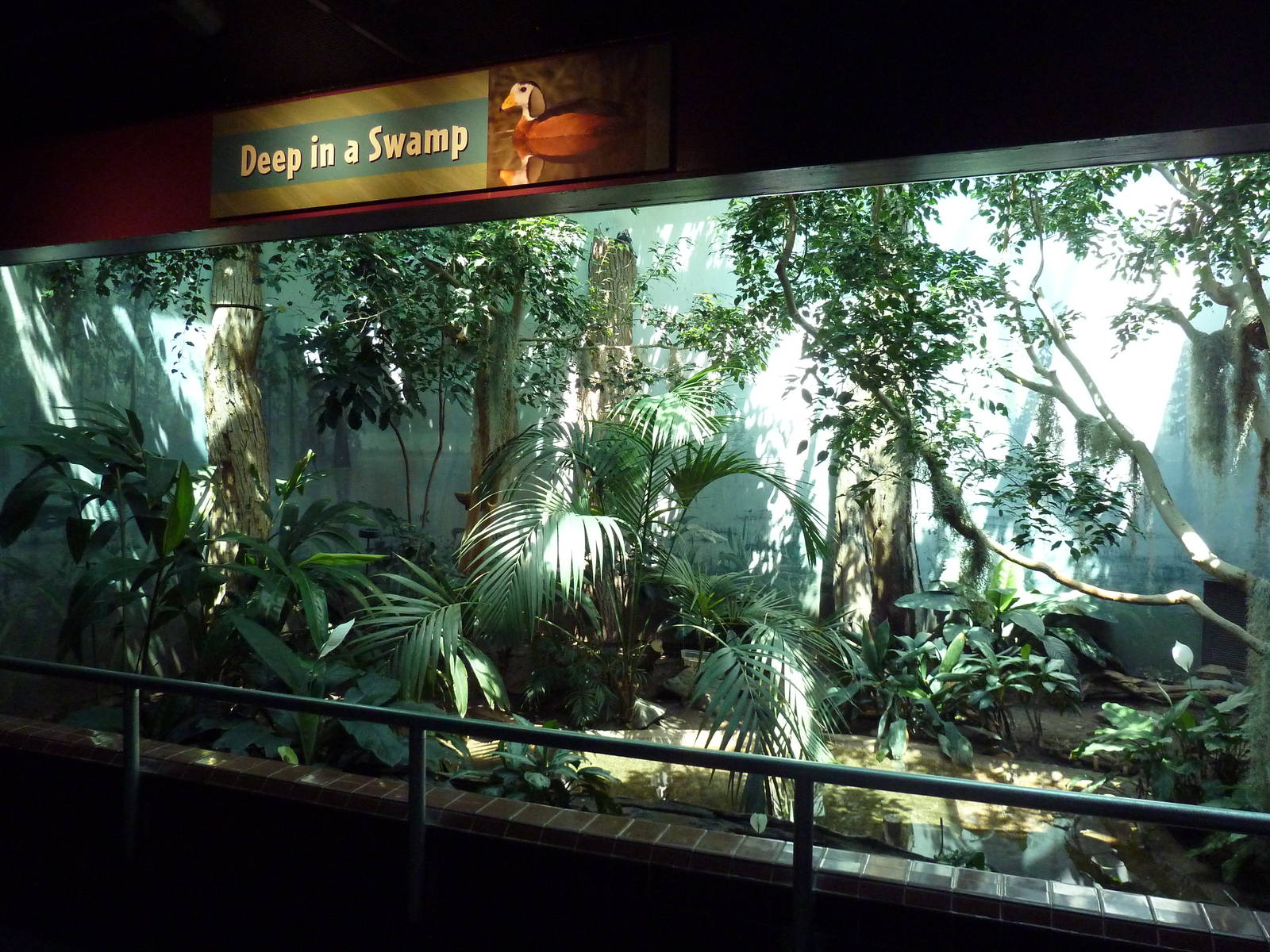 Bird World - Swamp Exhibit