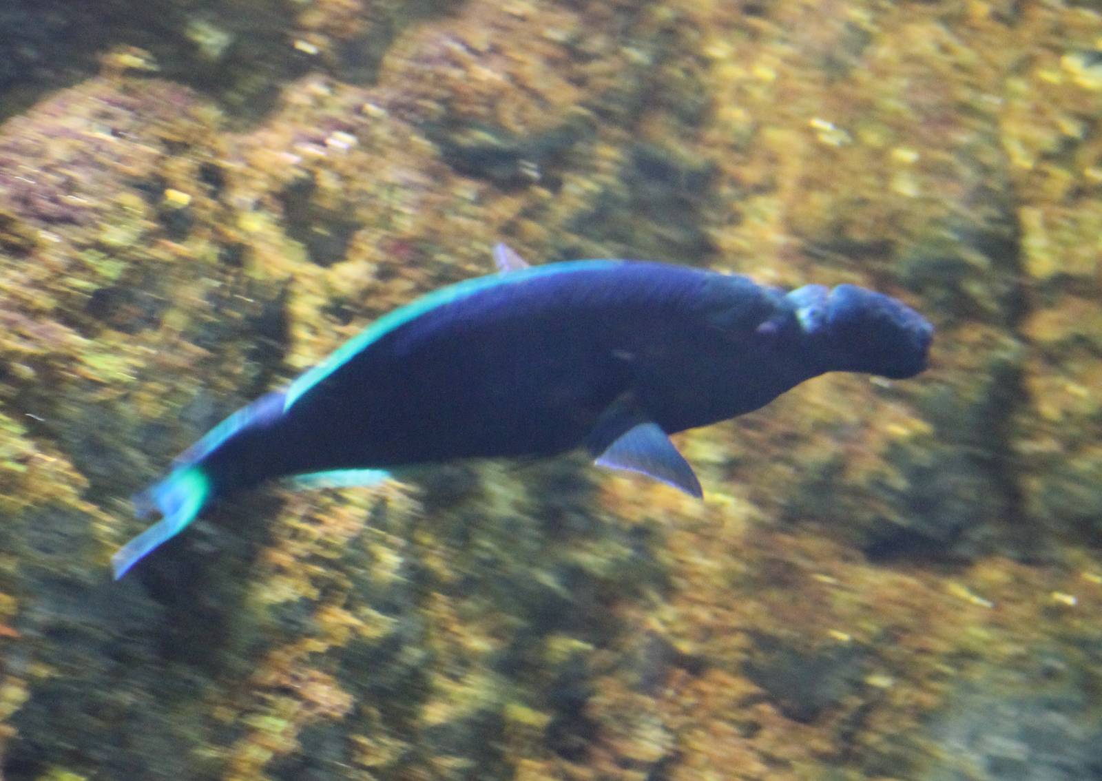 Bird wrasse, a very strange fish !