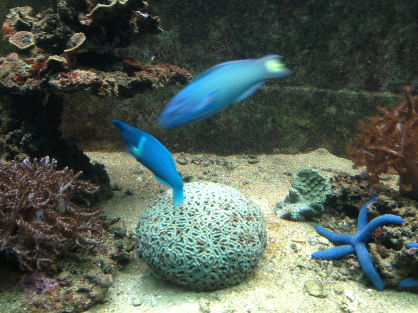 Bird Wrasse and Moon Wrasse - Neptune's Reefworld 2013