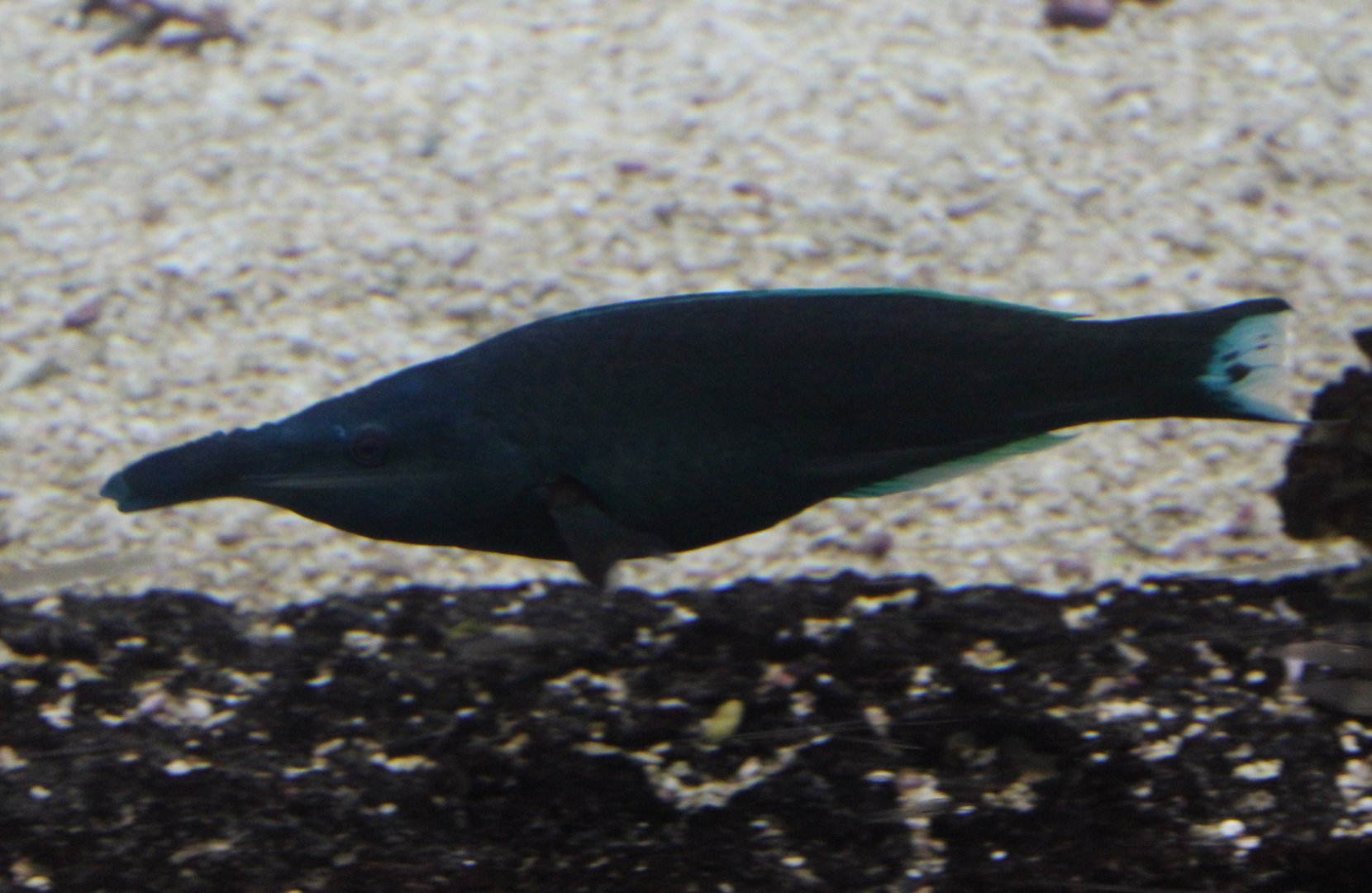 Bird wrasse - Gomphosus varius