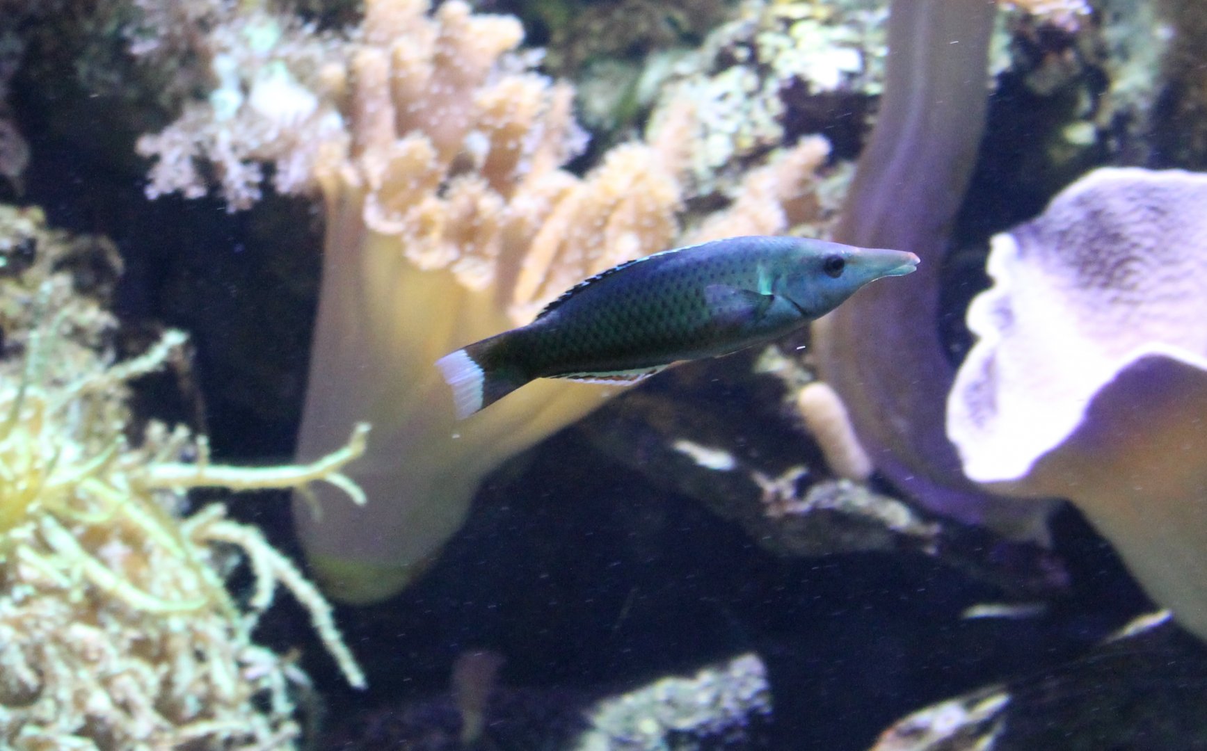 Bird wrasse - Gomphosus varius