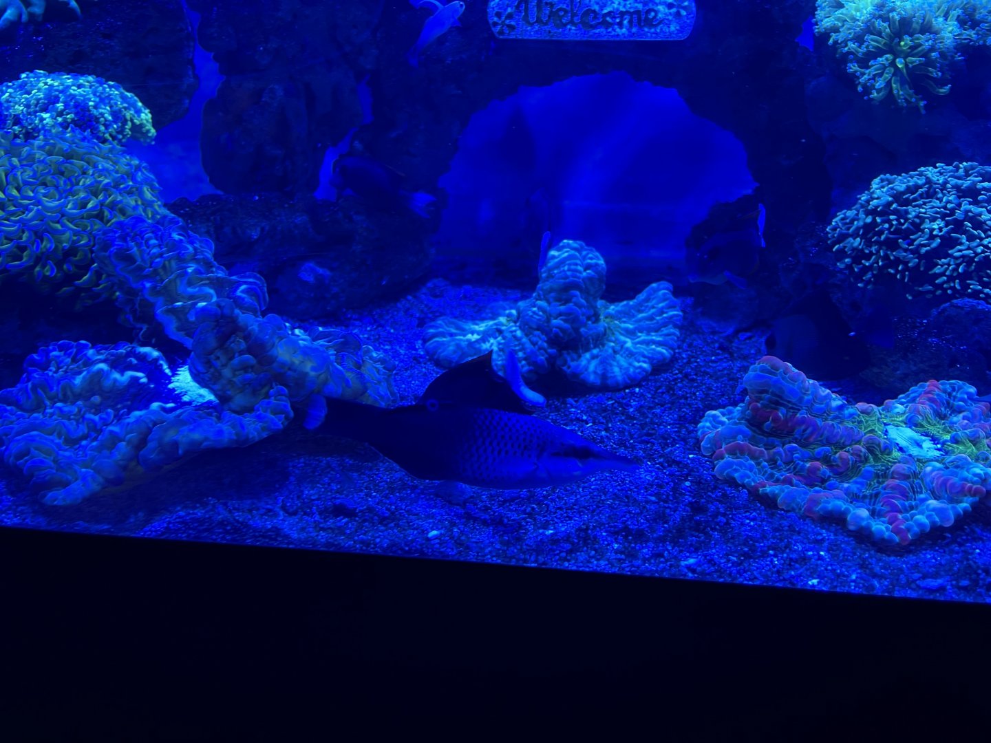 bird wrasse (gomphosus varius)