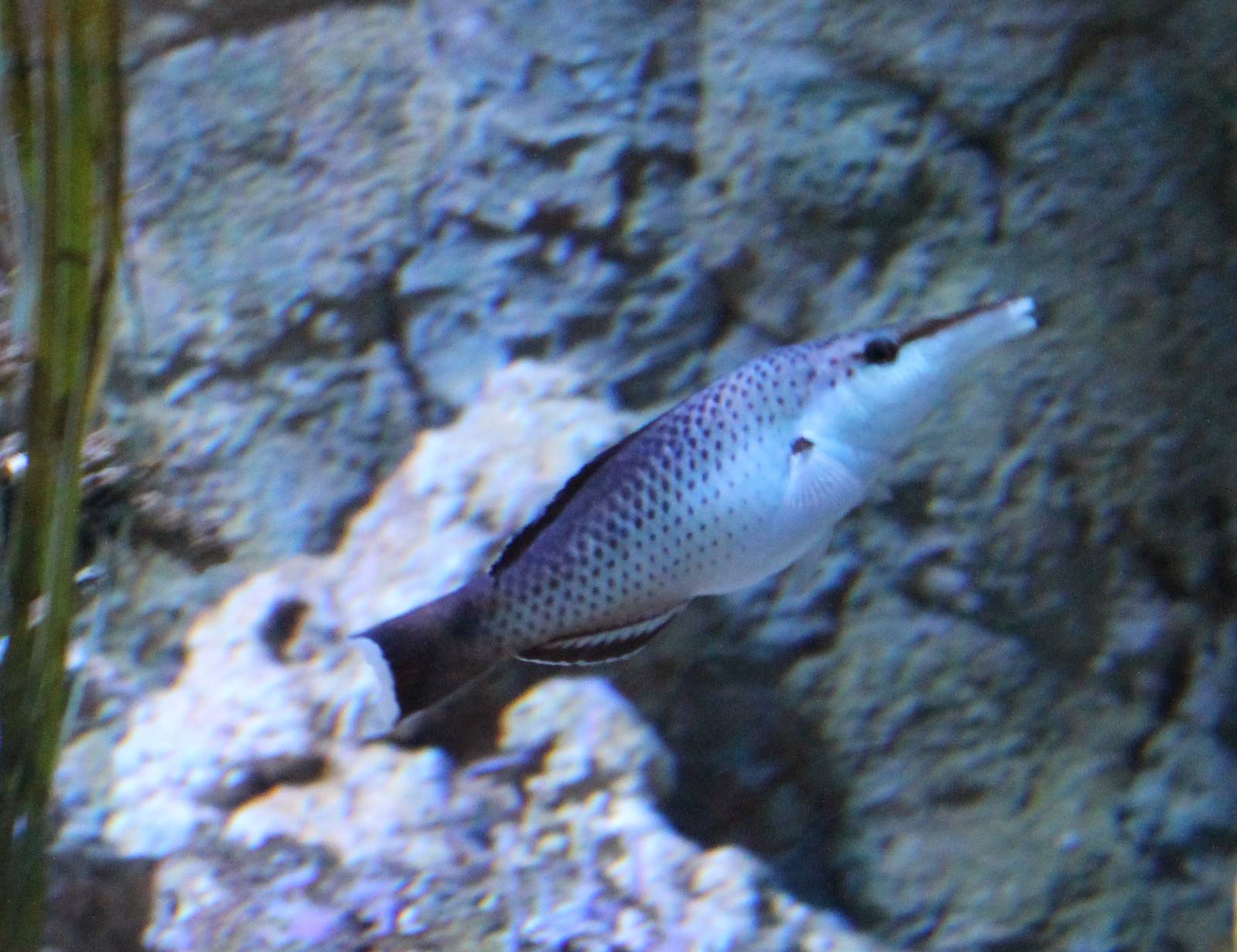 Bird wrasse