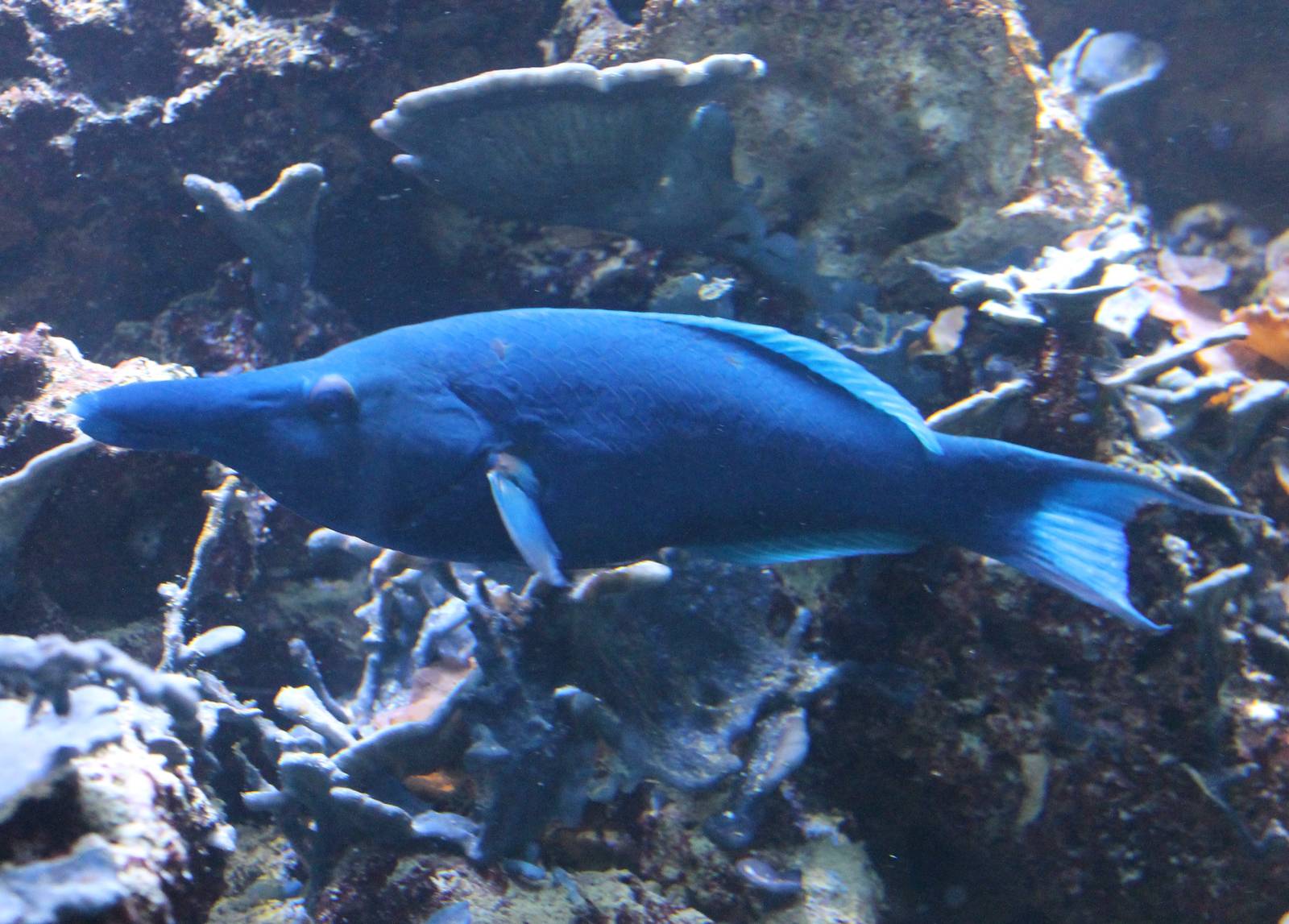 Bird wrasse
