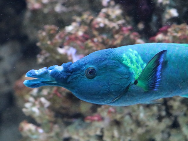 Bird Wrasse