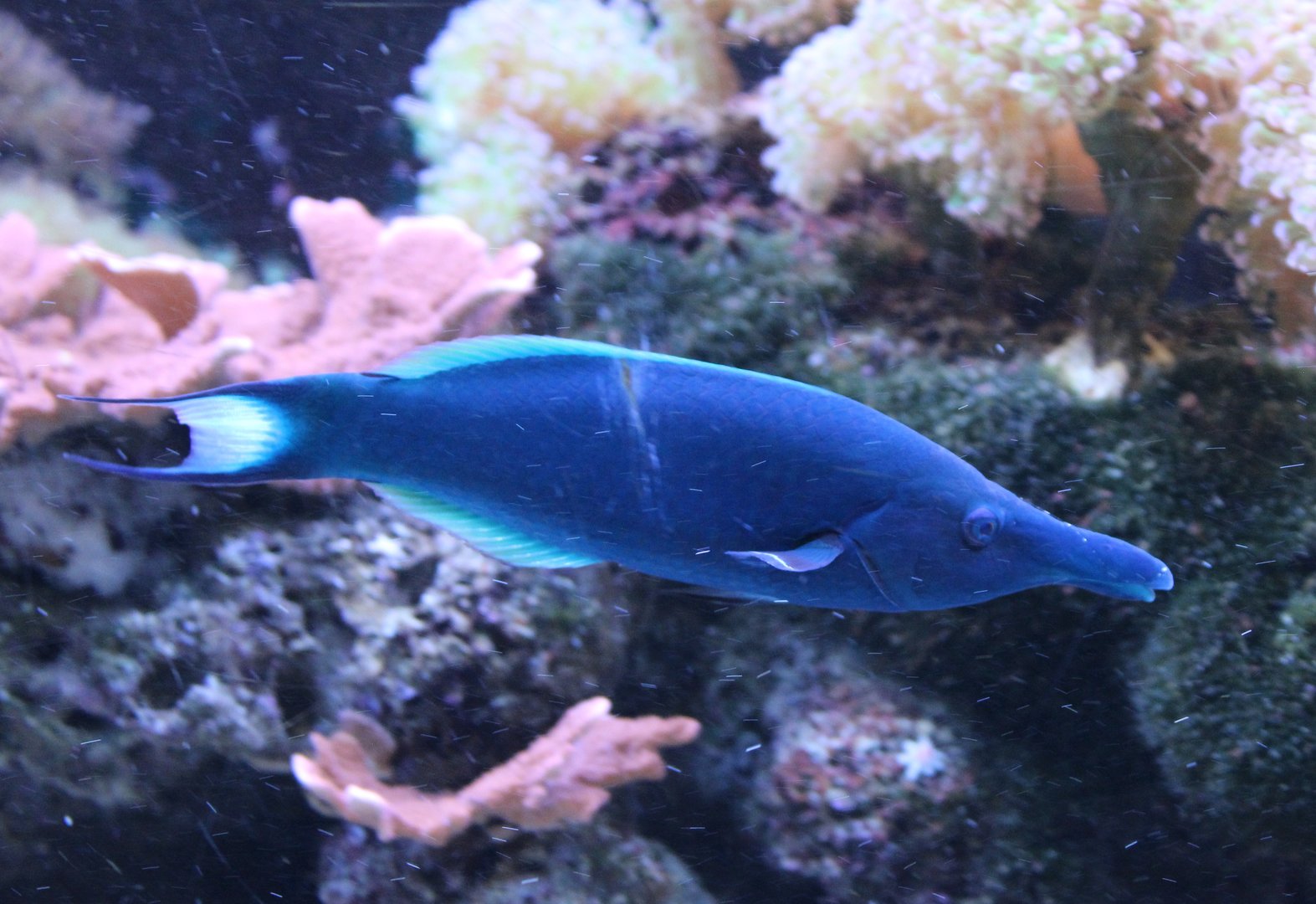 Bird wrasse