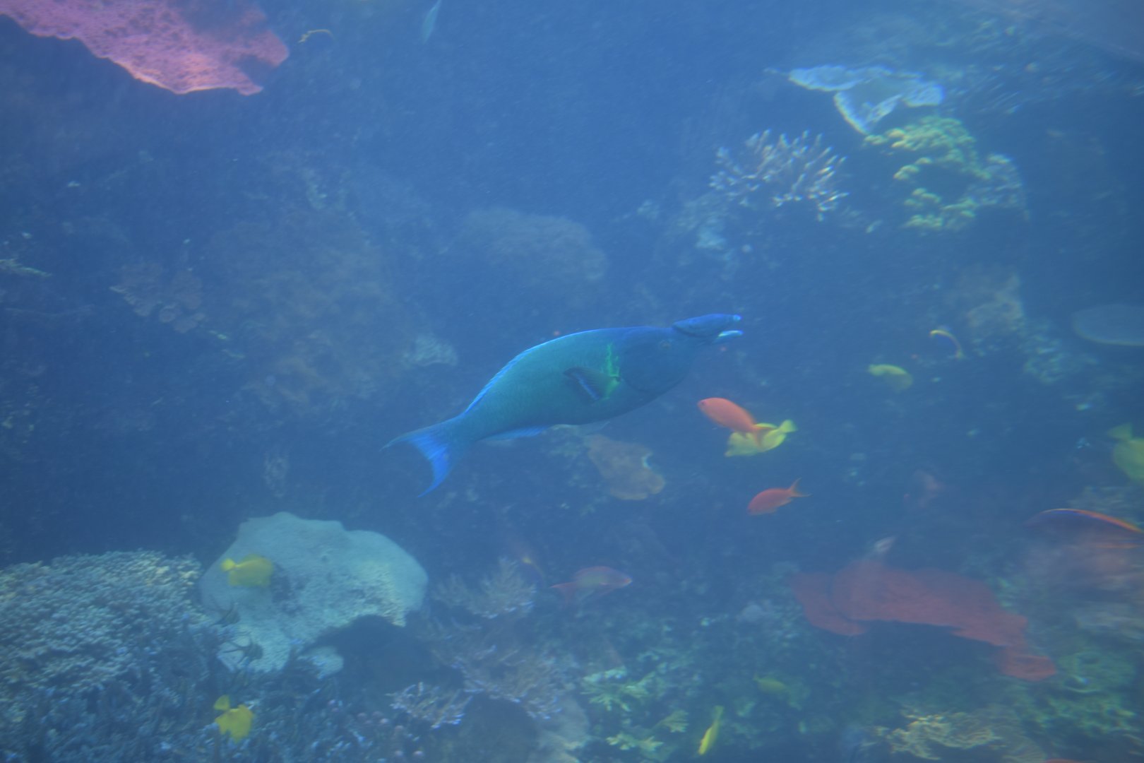 Bird Wrasse