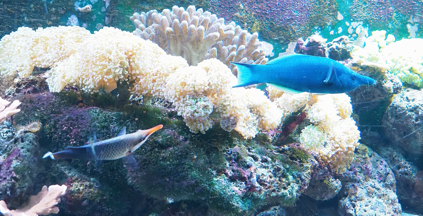 Bird wrasses (Gomphosus varius), 2023-08-17