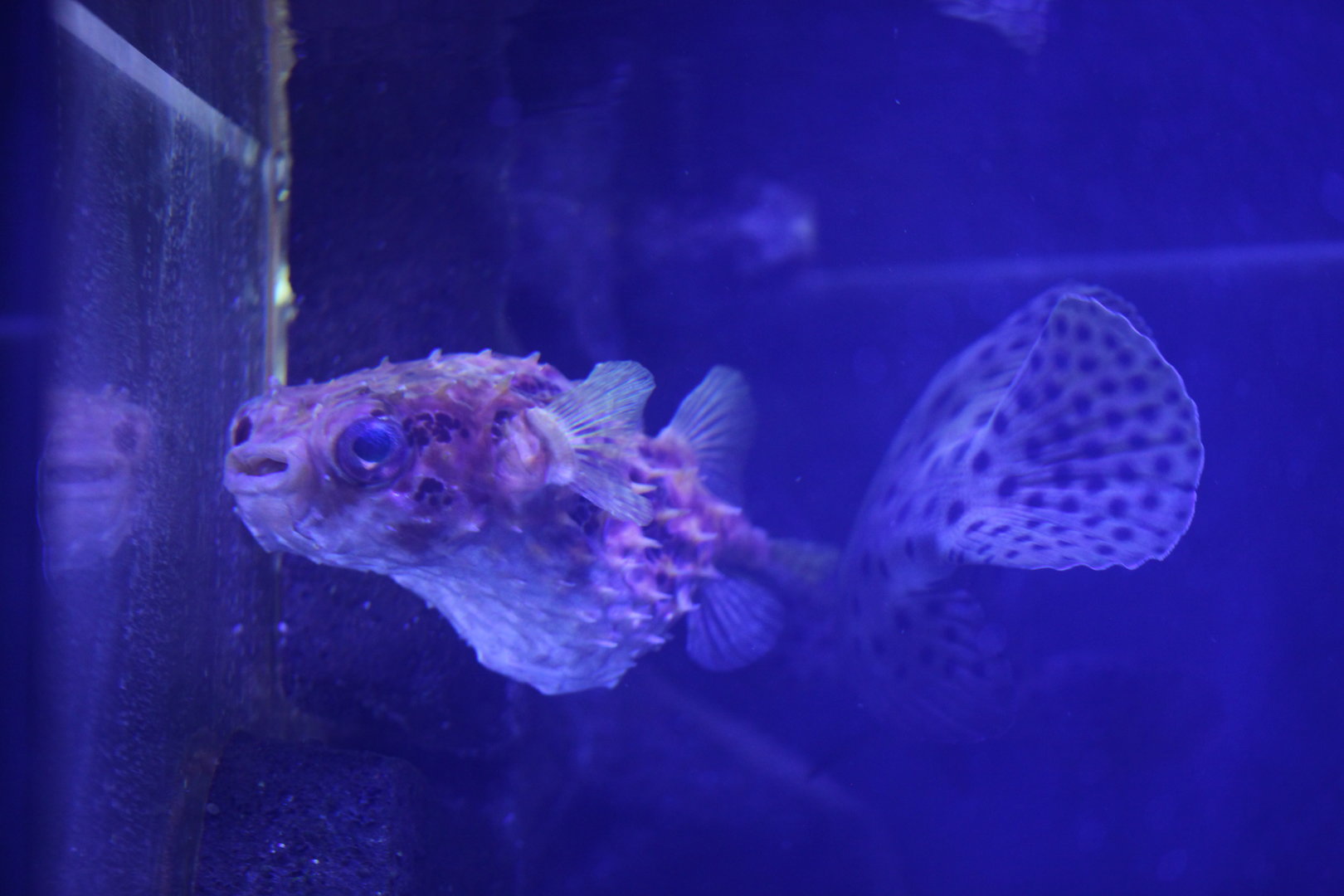 Birdbeak burrfish (Cyclichthys orbicularis)
