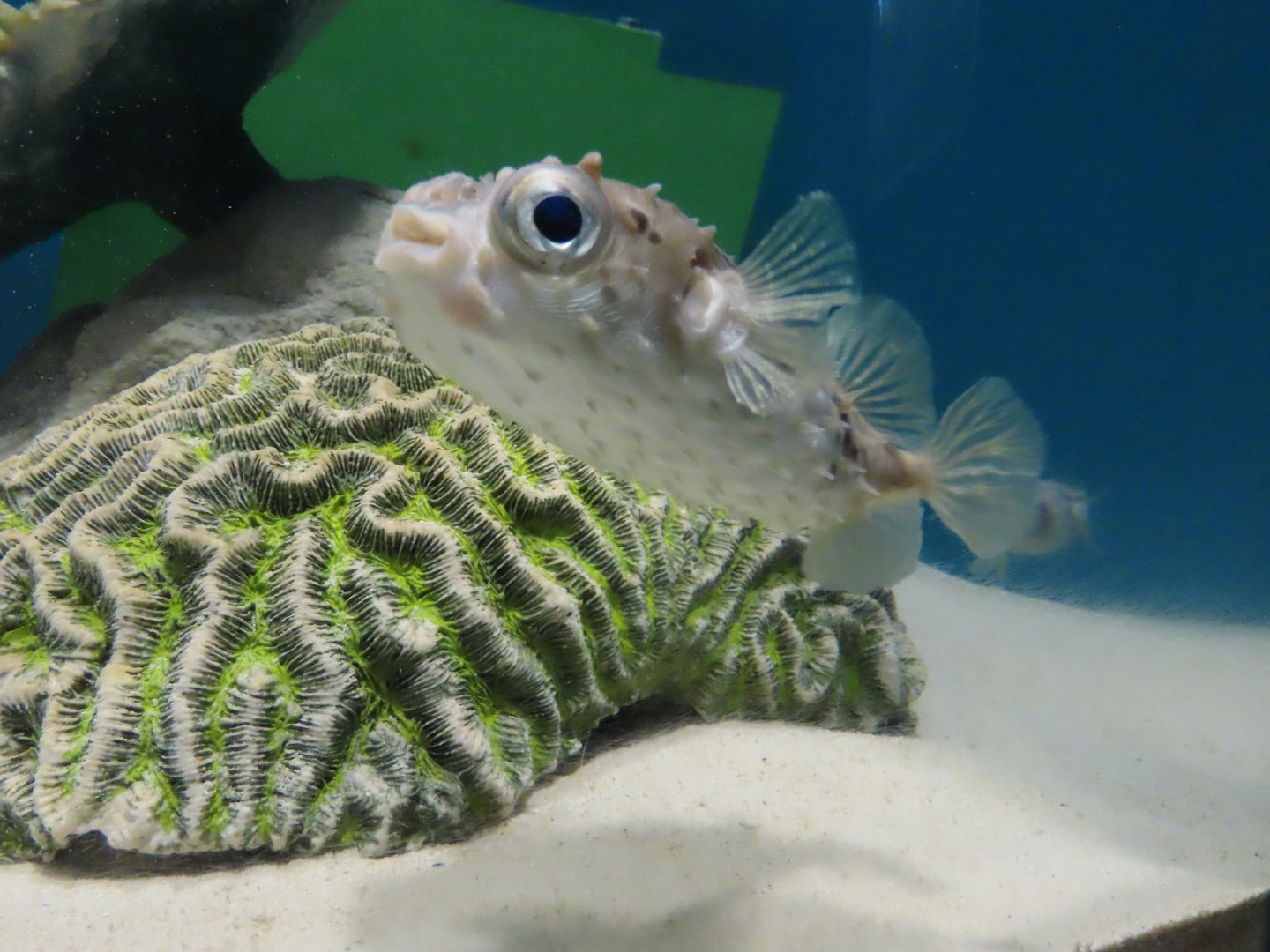 Birdbeak burrfish (Cyclichthys orbicularis)