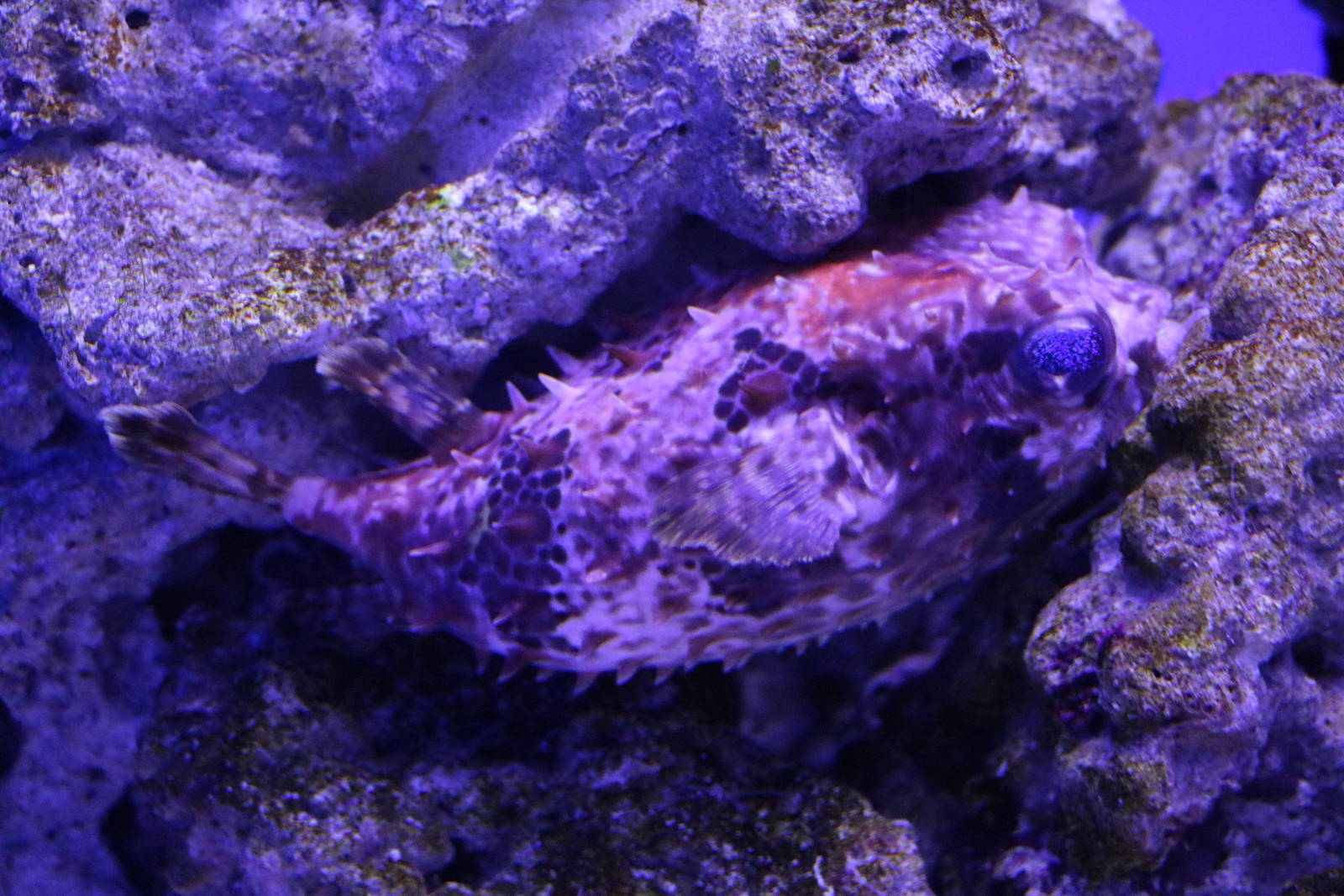 Birdbeak burrfish - EPSON Aqua Park, February 2016