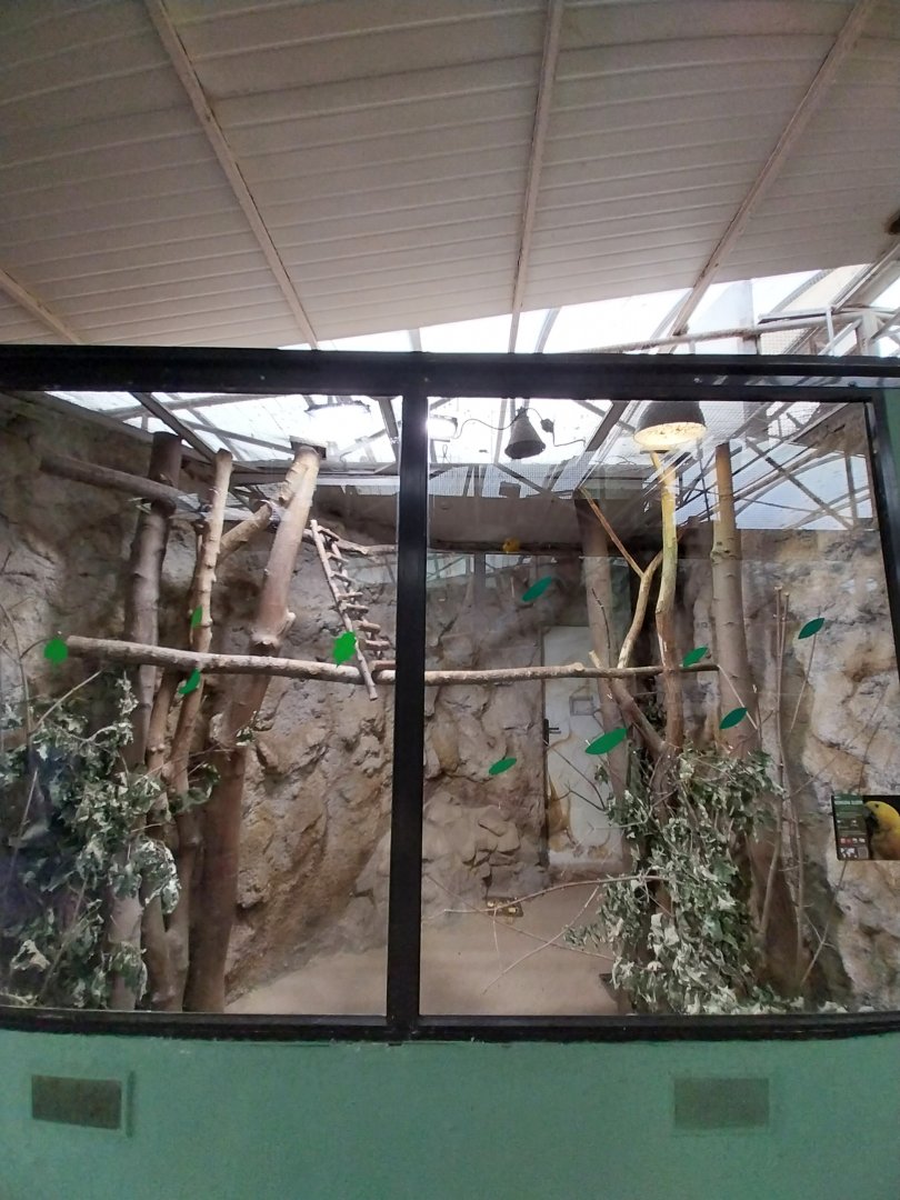 Birdhosue - Bali Myna aviary