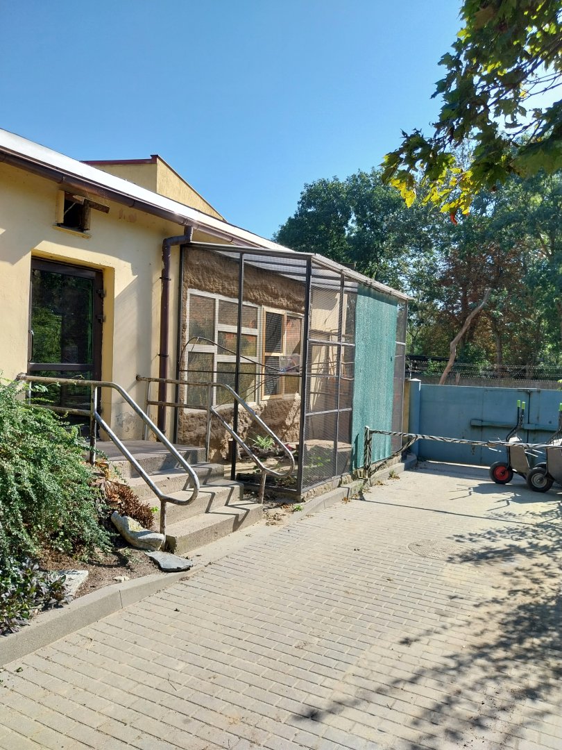 Birdhosue - Eurean Bee-eater (Merops apaister)