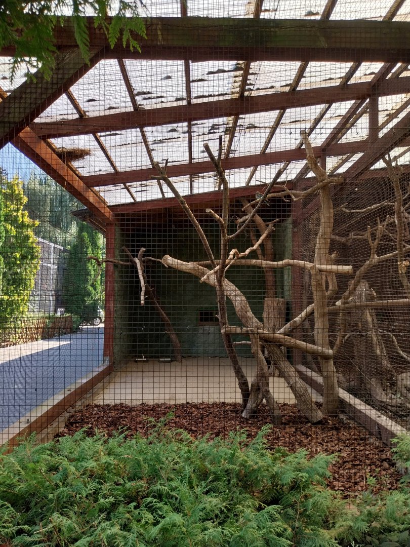 Birdhosue - European Roller (Coracias garrulus)