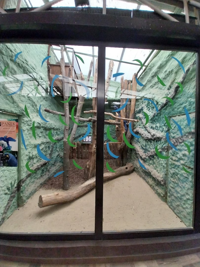 Birdhosue - Hyacinth macaw (Anodorhynchus hyacinthinus)