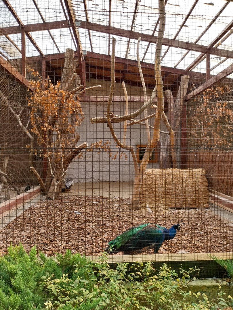 Birdhosue - Indian Peafowl (Pavo cristatus)